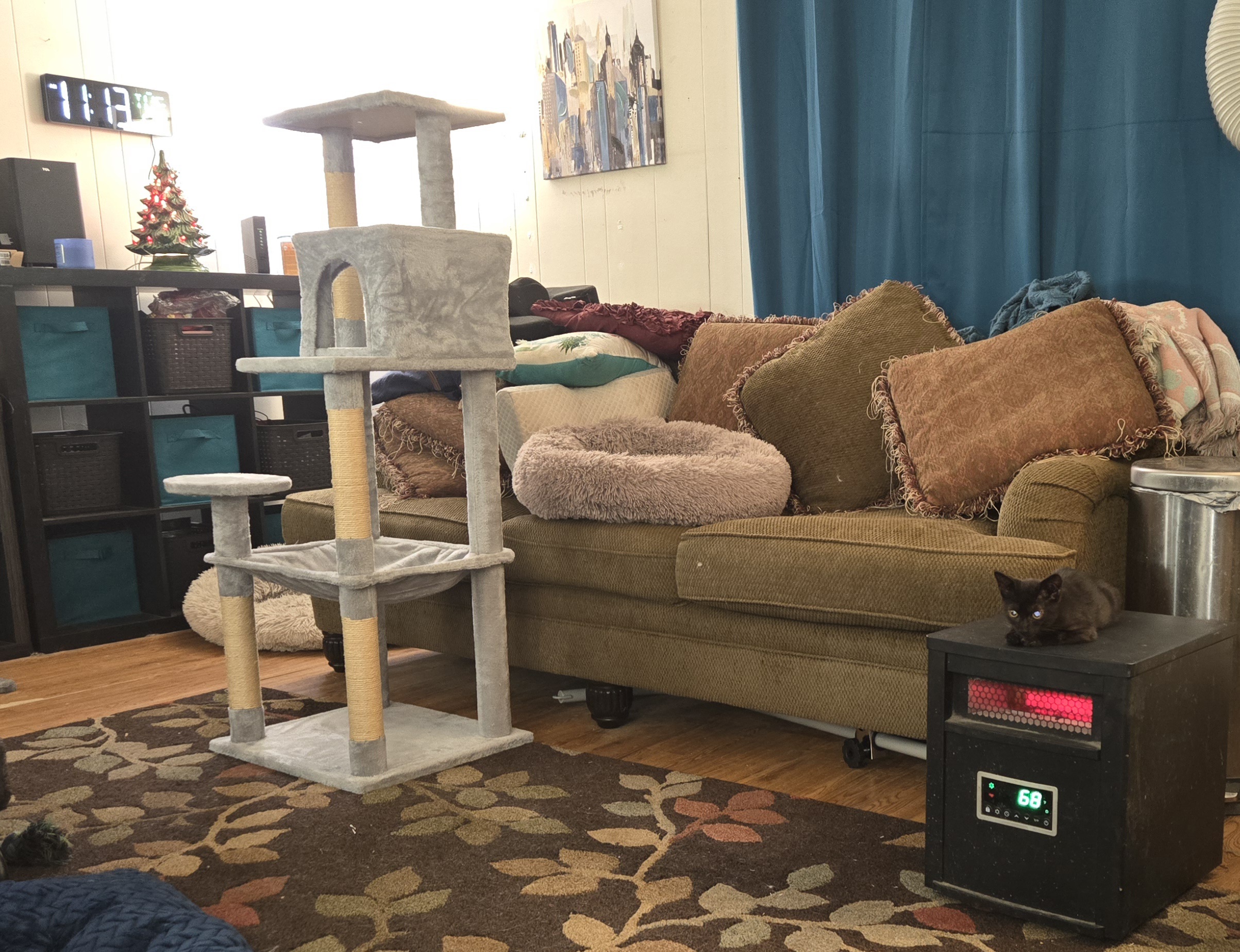 They Promised the Kitten Would Love the New Cat Tower