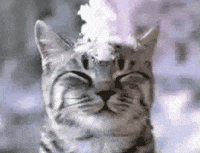 Current Vibes of Team Pinecone