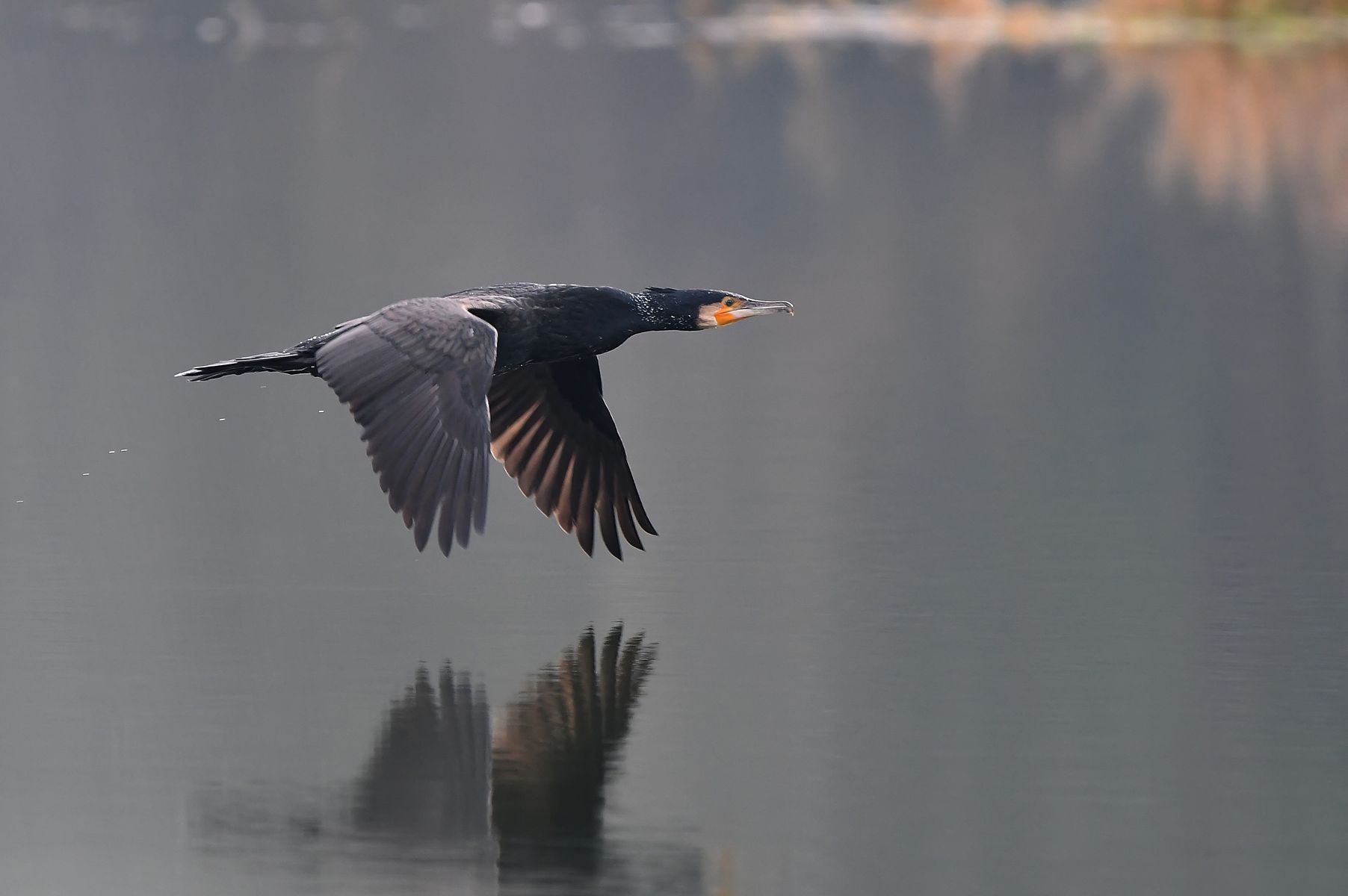 Grand Cormoran from France, Vienne department, 01/25