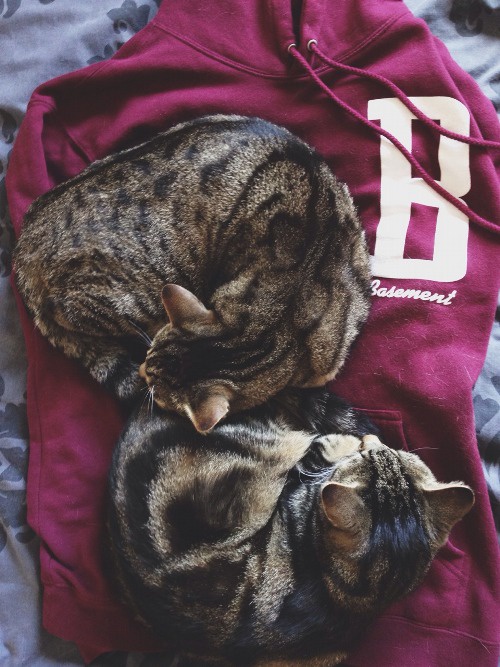 Today's Feline Stars: Cats Stealing the Show