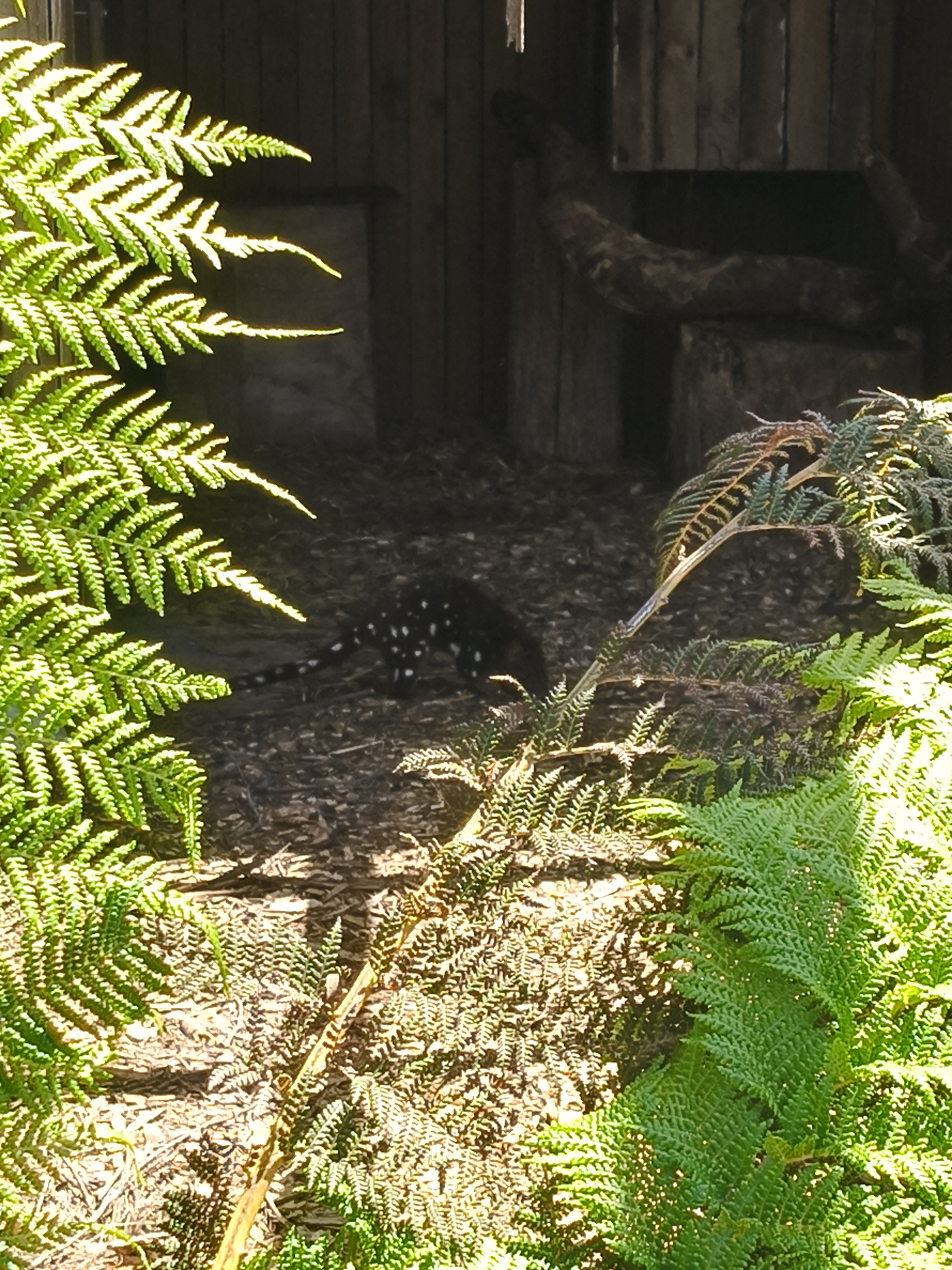 A High-Quality Quoll Post That Delivers!