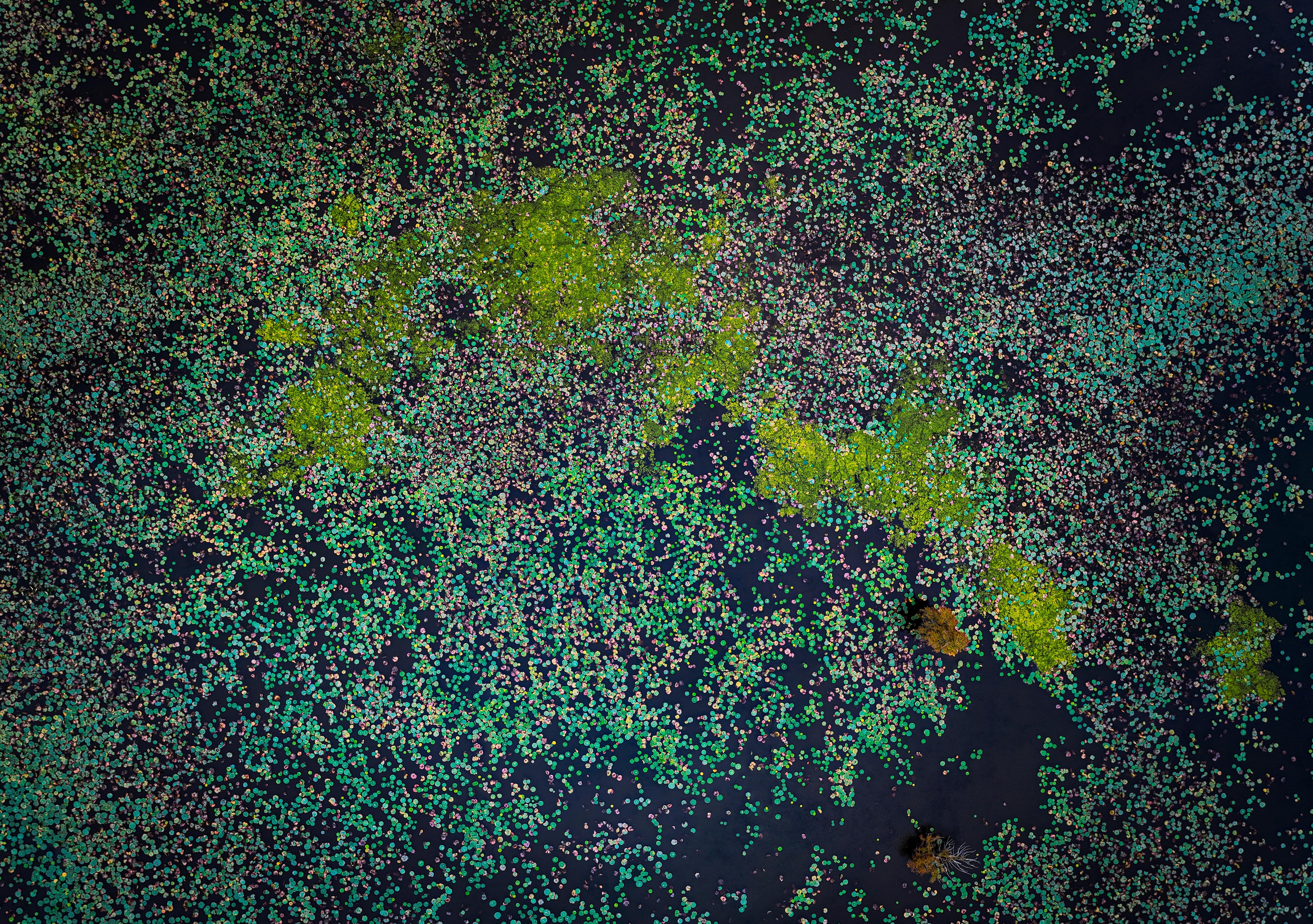 Nature's Confetti: A Delightful Mix of Ducks, Pups, and Weekend Vibes