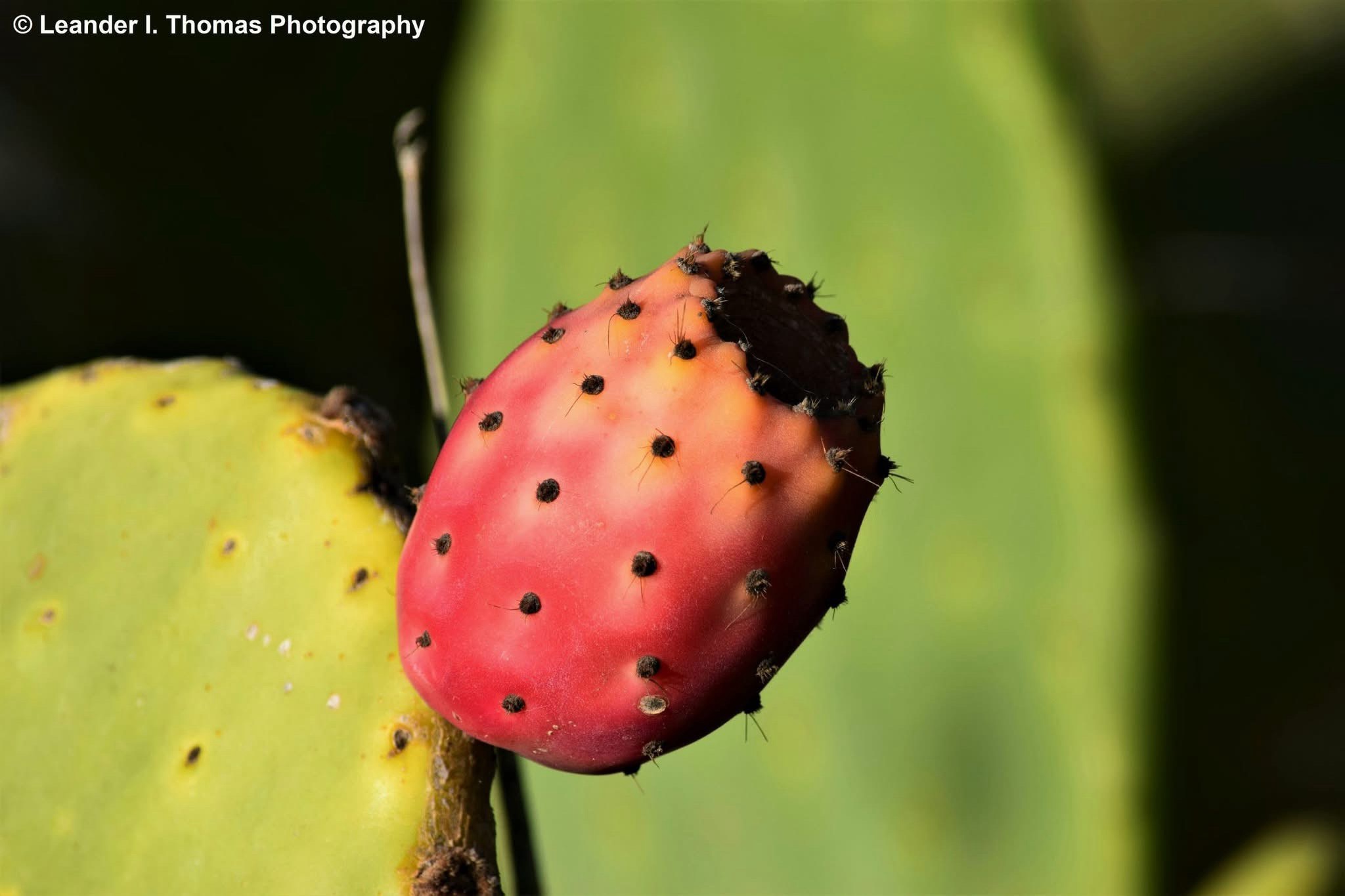 Exploring the Unique Beauty of Prickly Pear