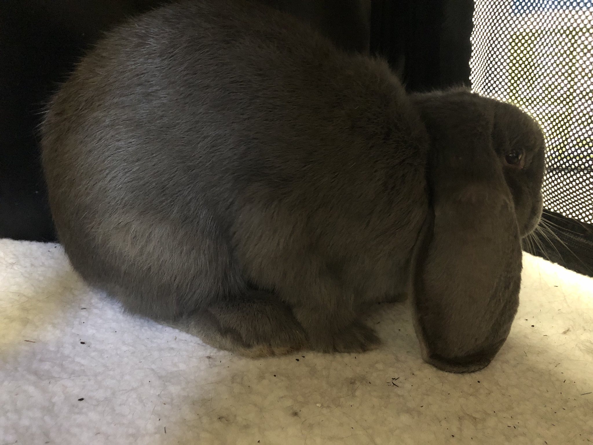 A Rabbit in My Garden: A Race Against the Raptors!