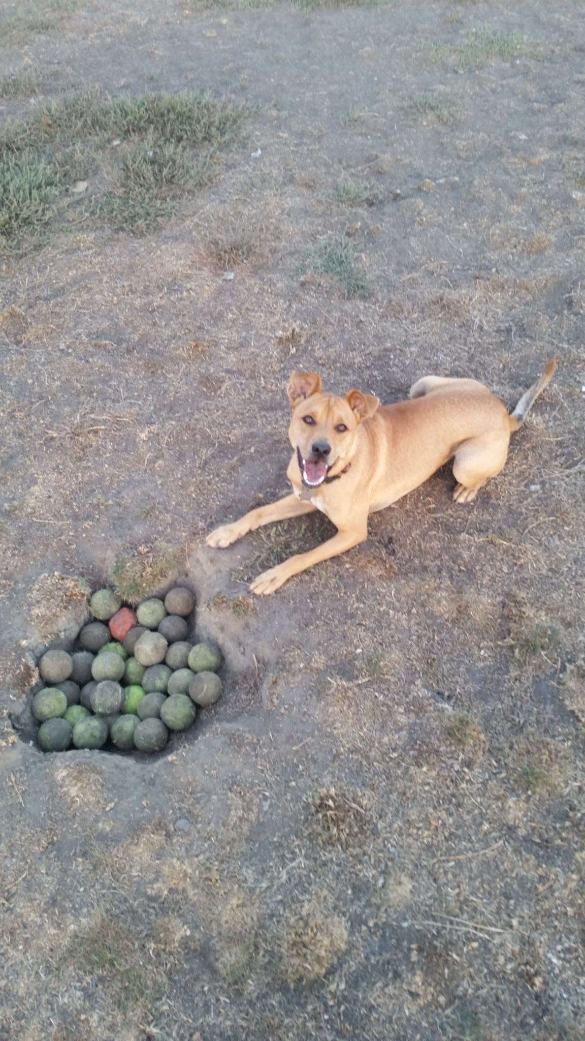PJ on a mission to collect every single ball!