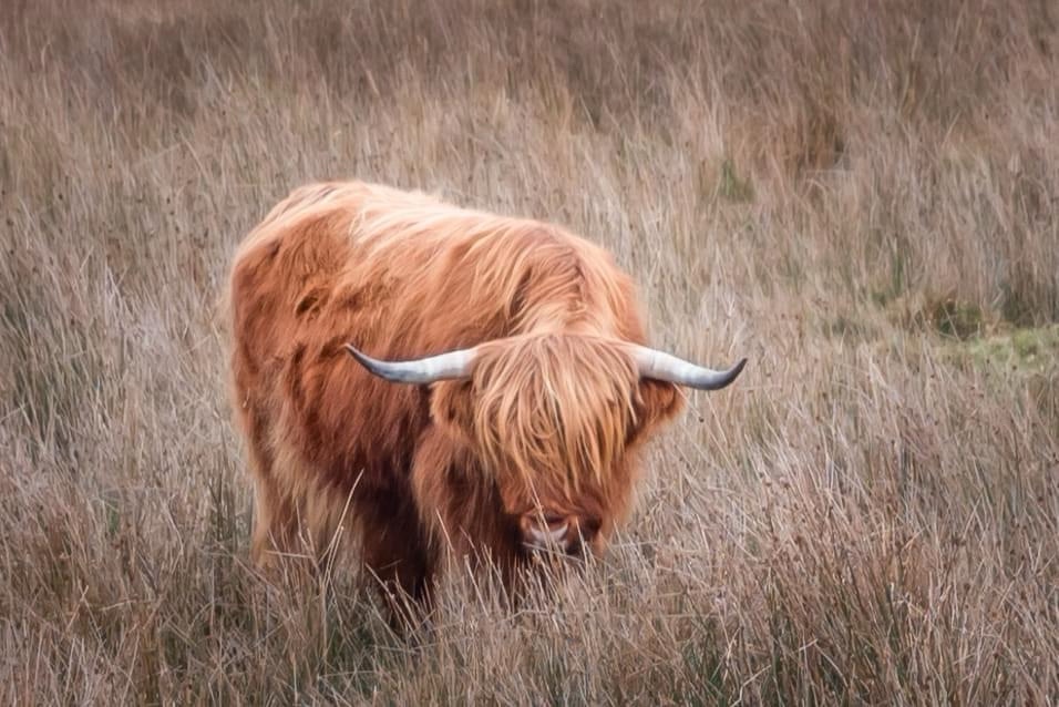 Meet the Adorable Highland Cow