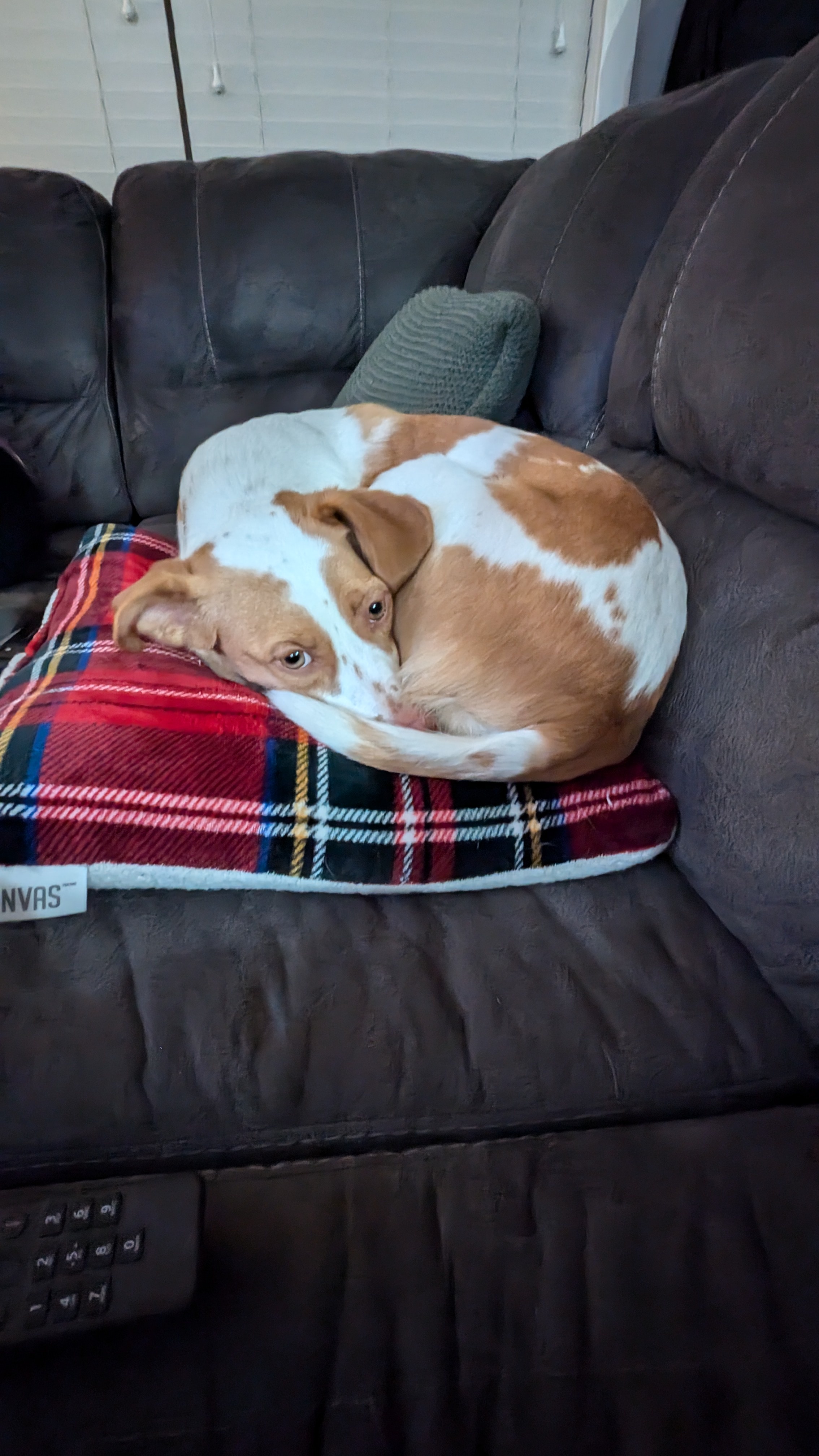 Exploring the Unique Sleeping Styles of Piper
