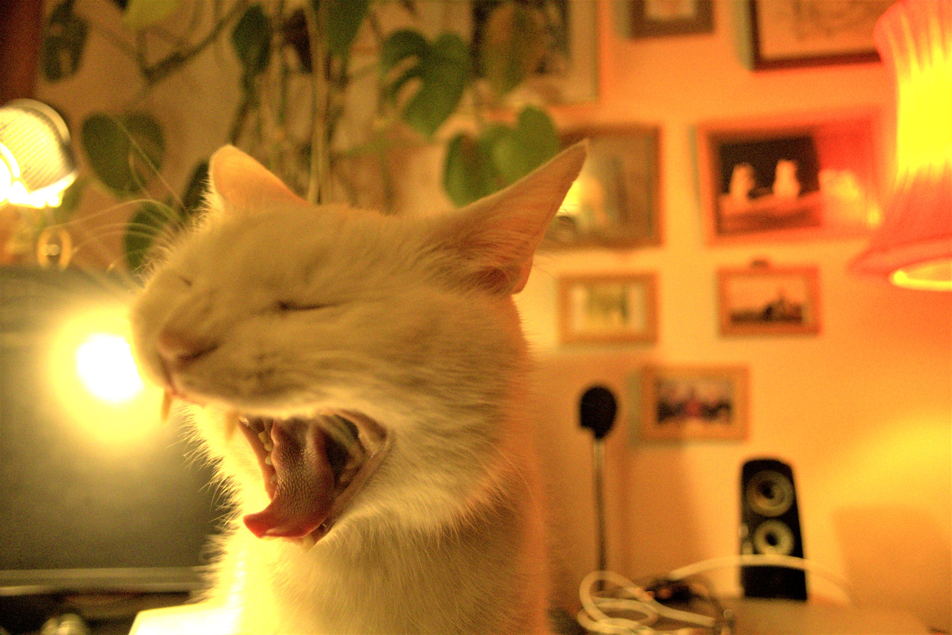Willie's World: Adorable Moments with Our Beloved Cat