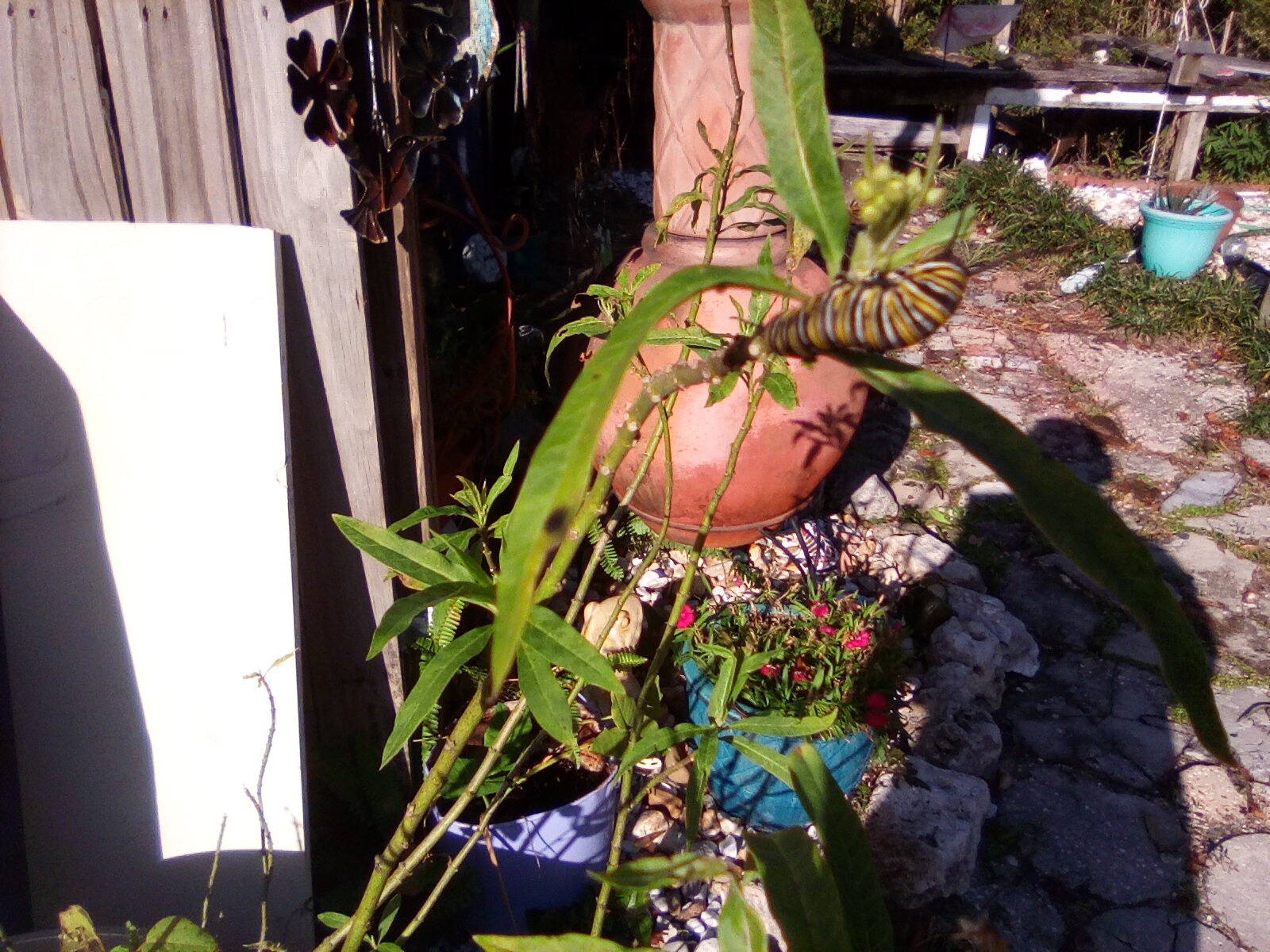 The Fascinating Monarch Butterfly Caterpillar