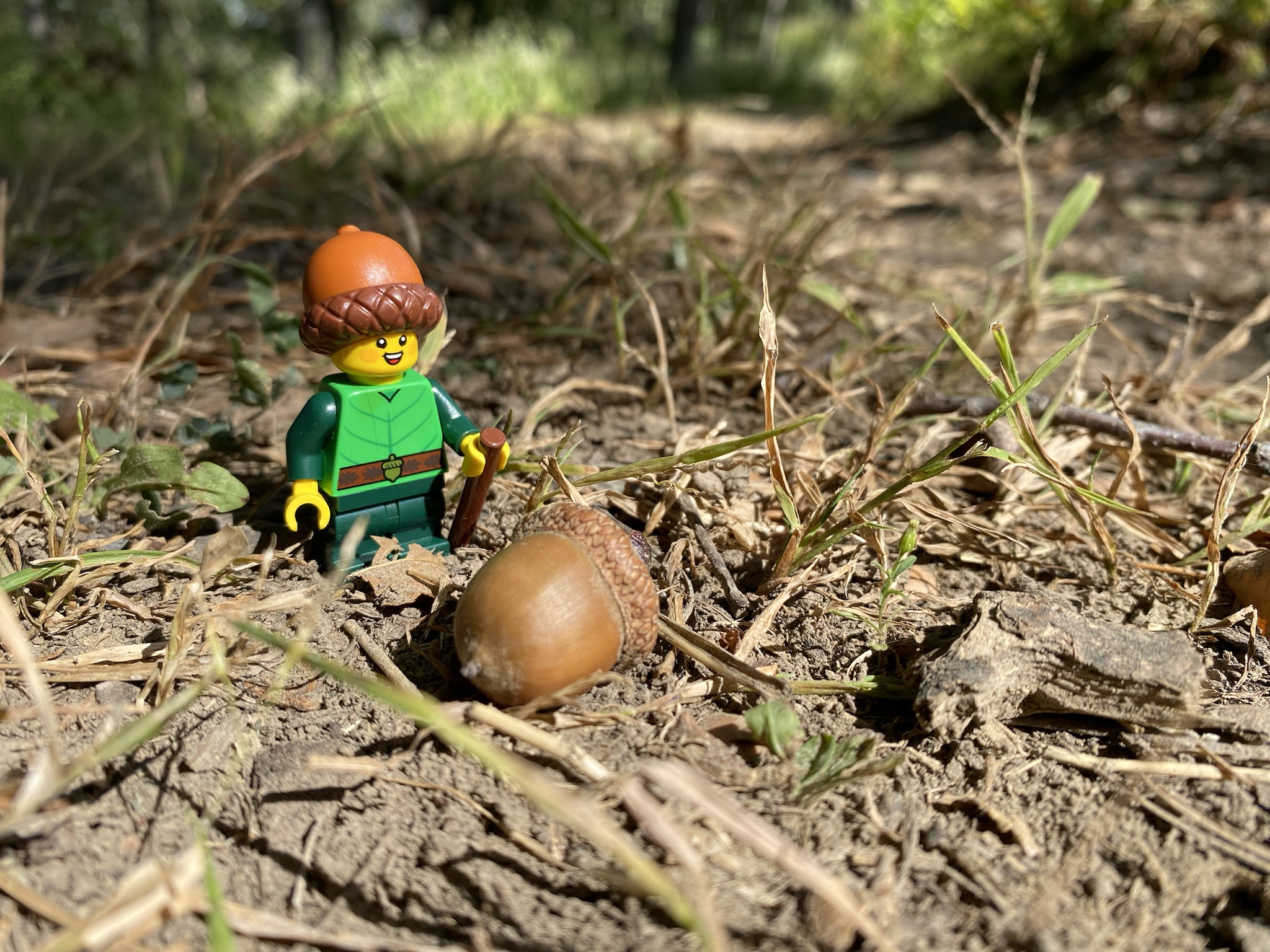 The Acorn Team Strikes Again!