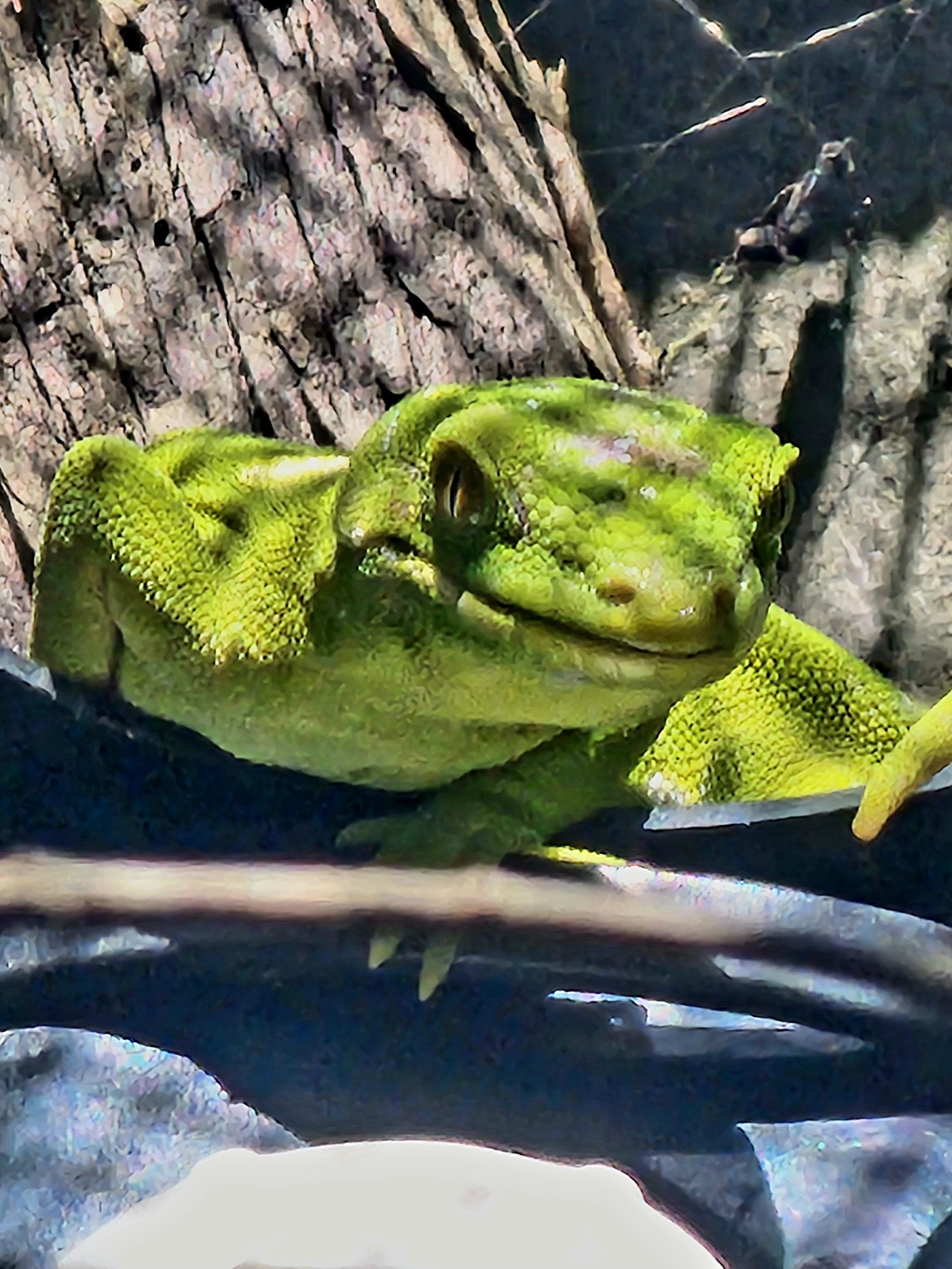 Discovering Native New Zealand Geckos: Auckland Green and Forest Varieties