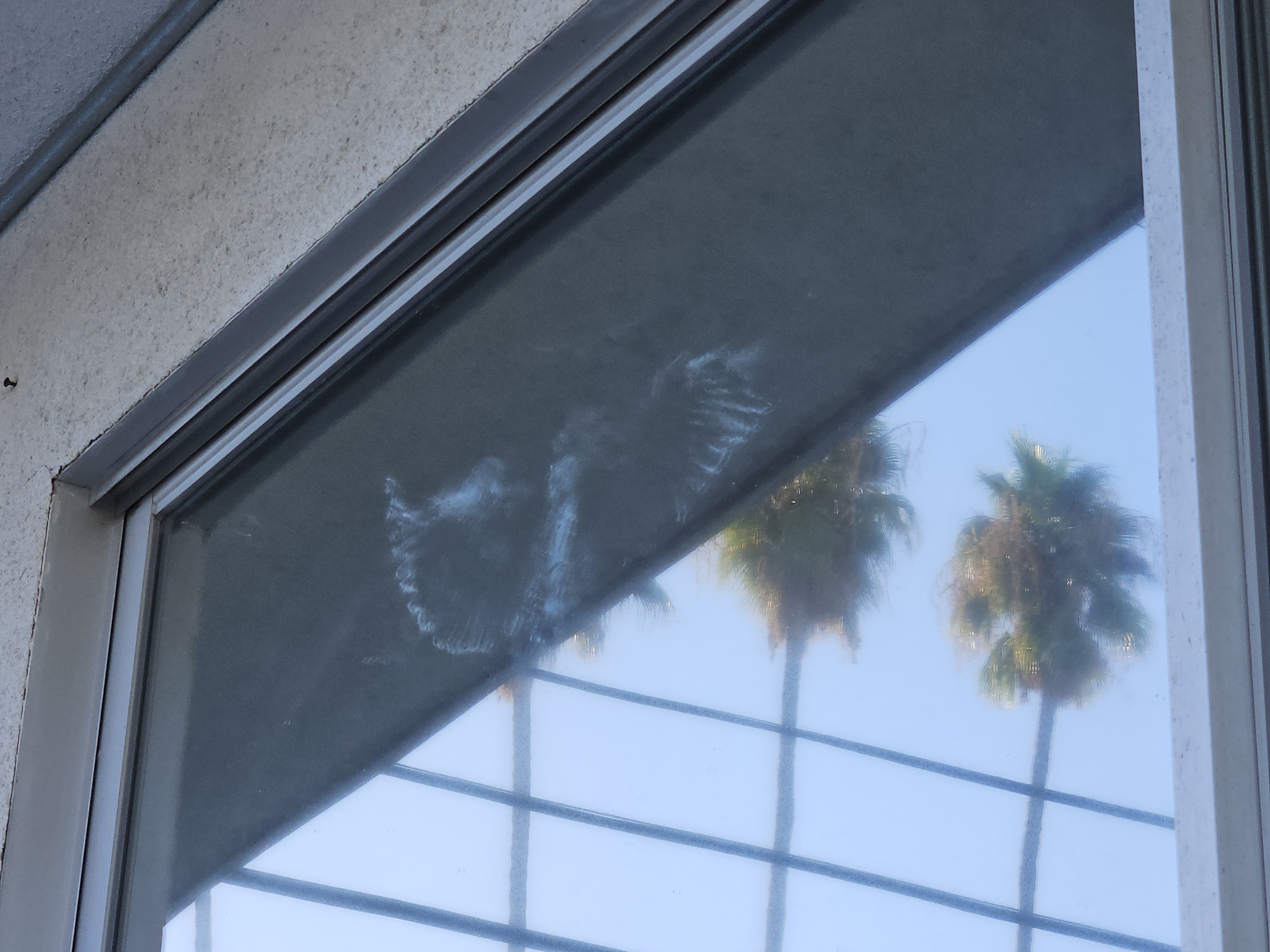 A Bird's Epic Encounter with My Mirrored Window