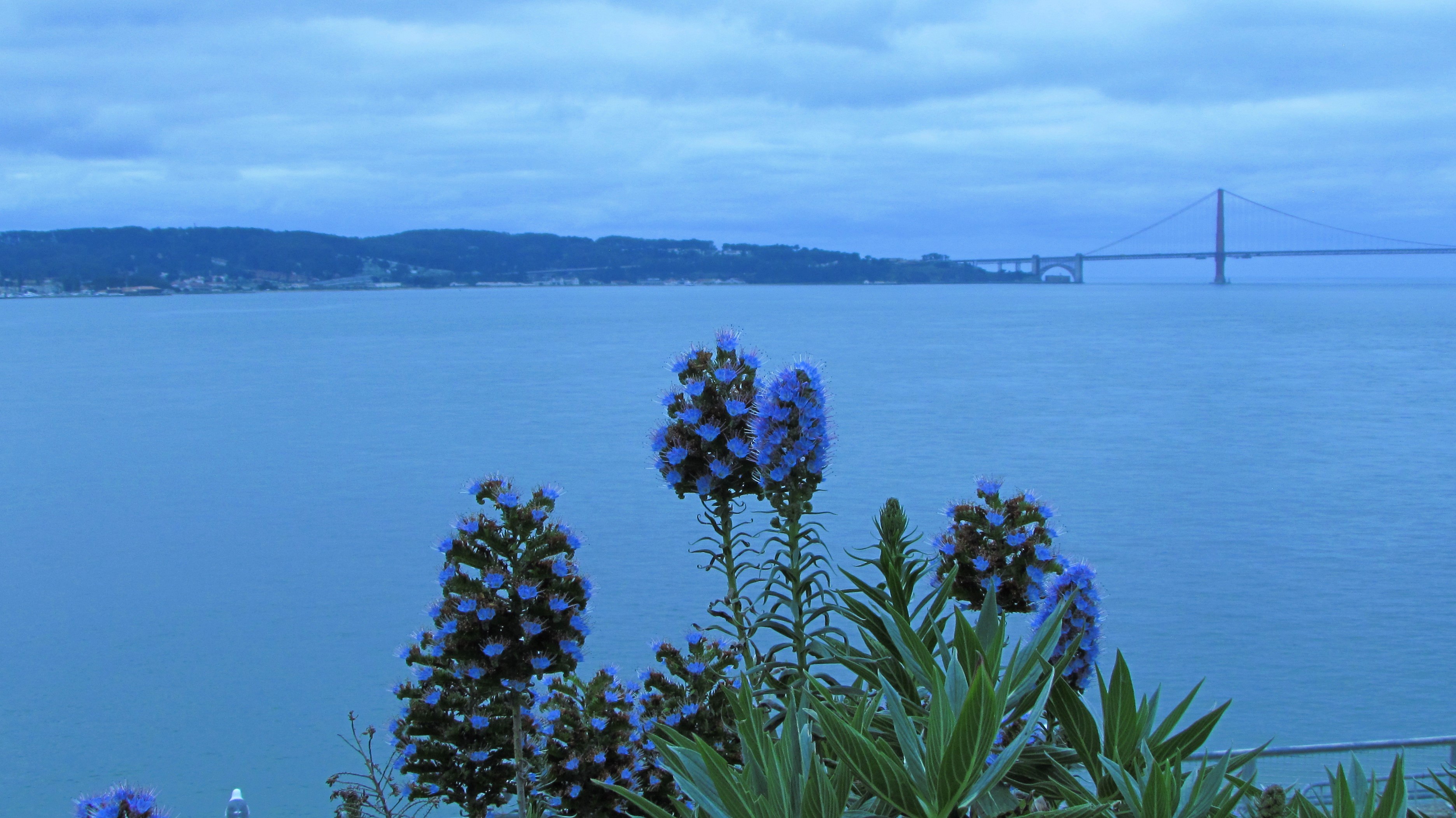 The Unlikely Beauty of Alcatraz Blooms