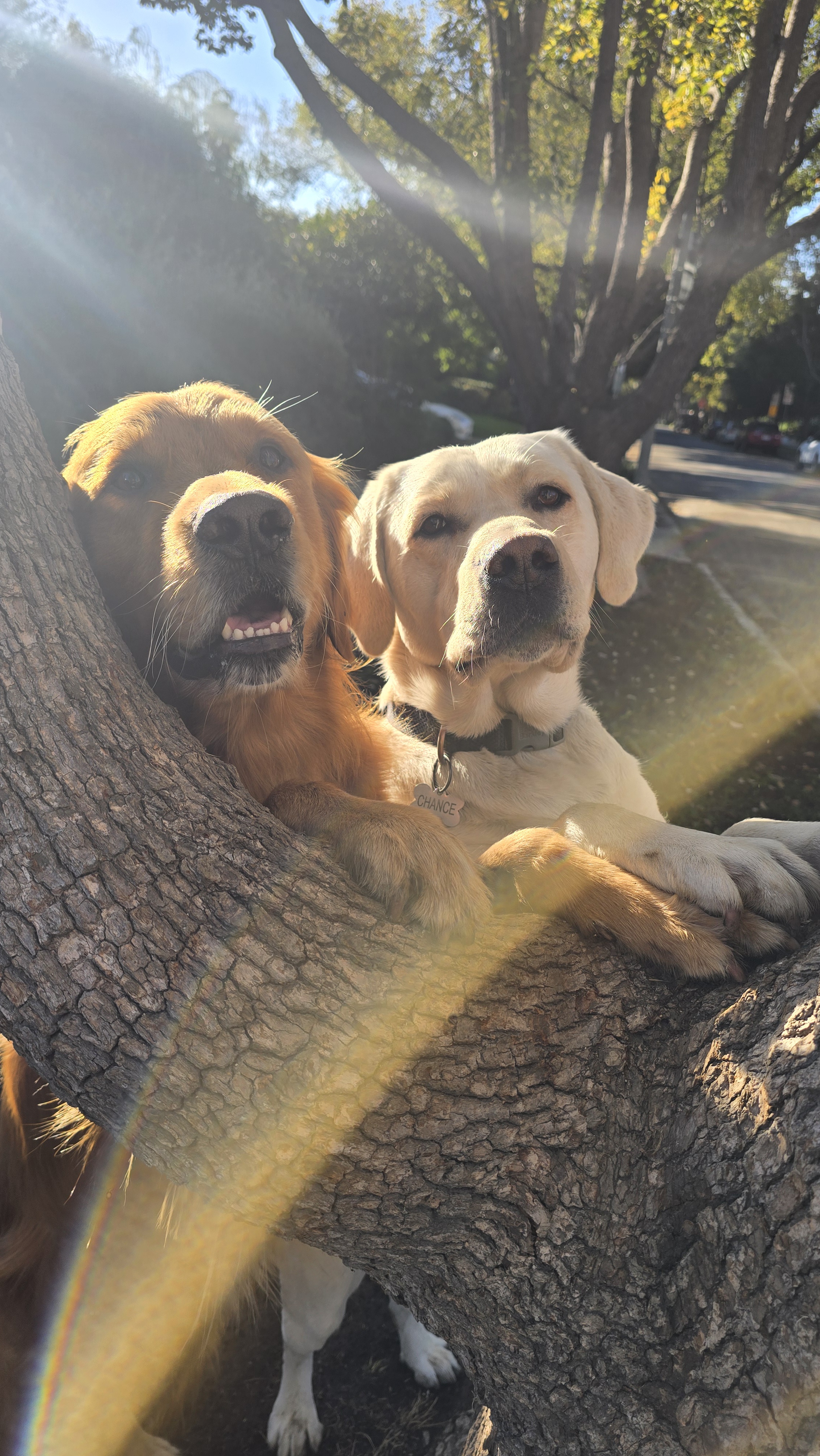 Morning Vibes: Shadow and Chance Energize the Day