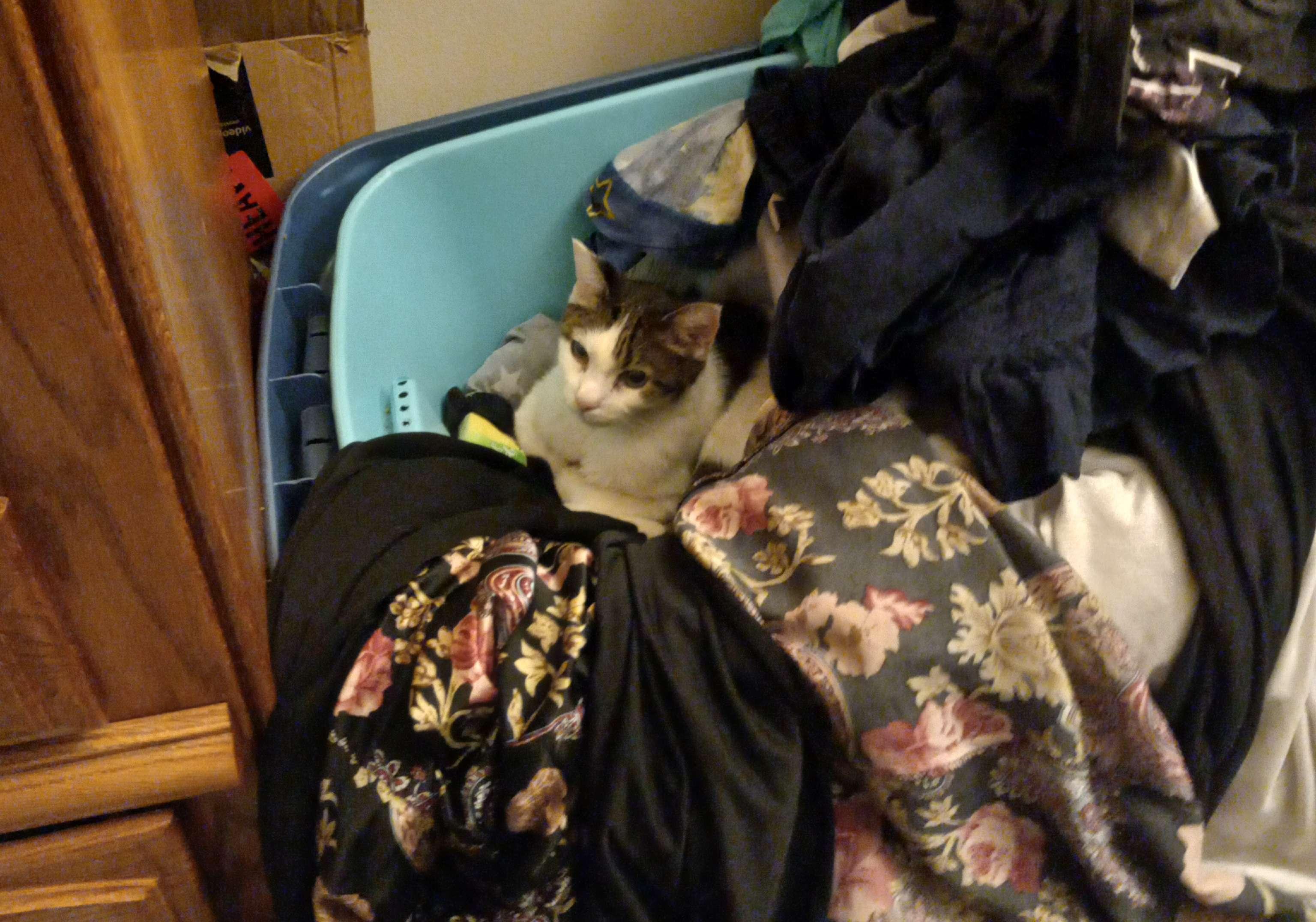 Here are my adorable cats!