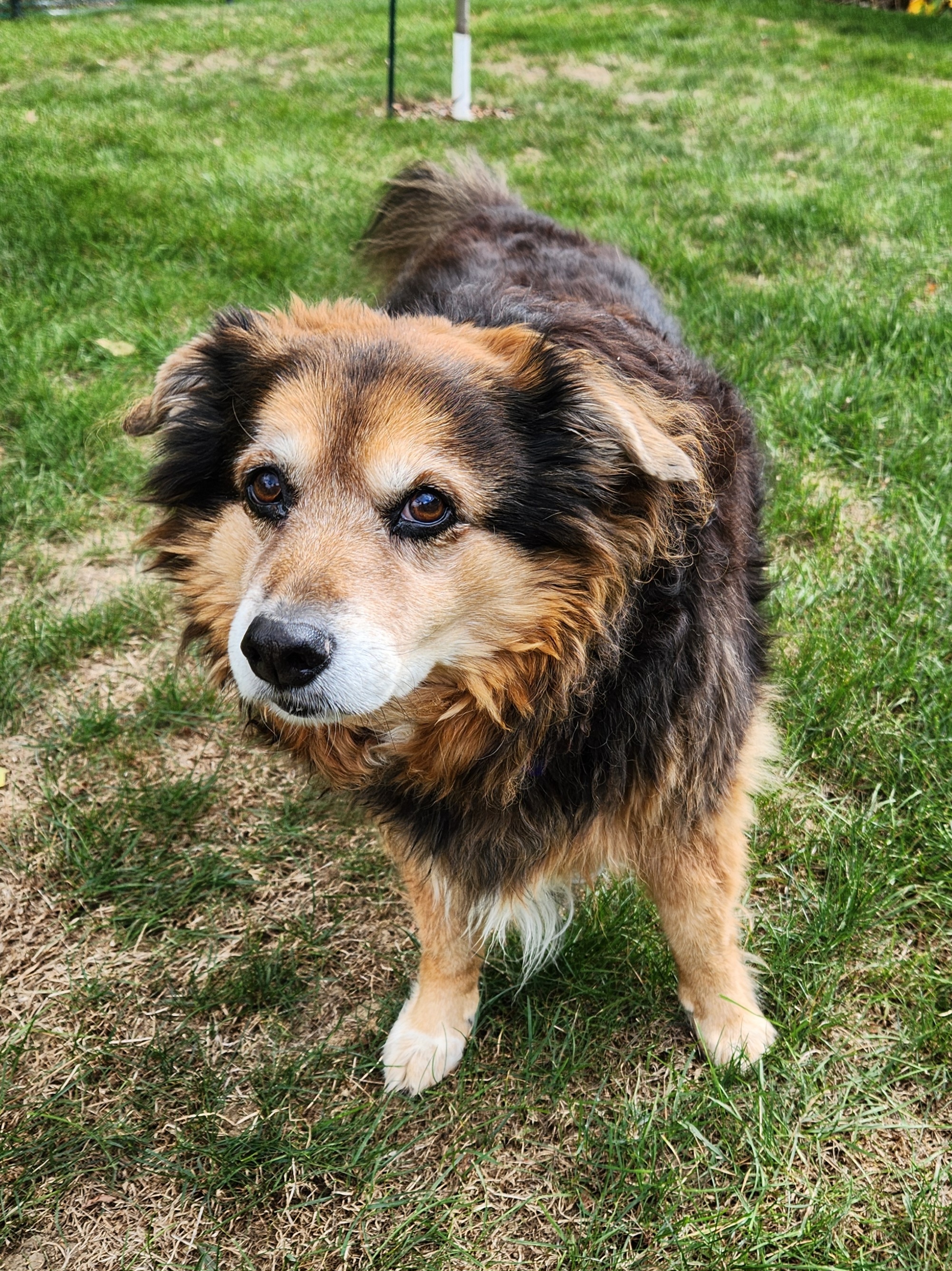 Daily dose of cuteness: Peanut the dog - Day 1521