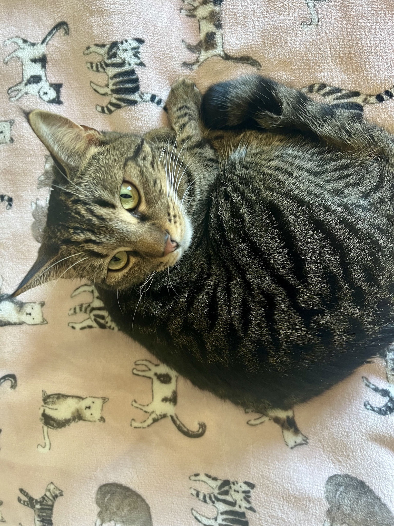 A Cat's Perspective on Cat-urday Fun