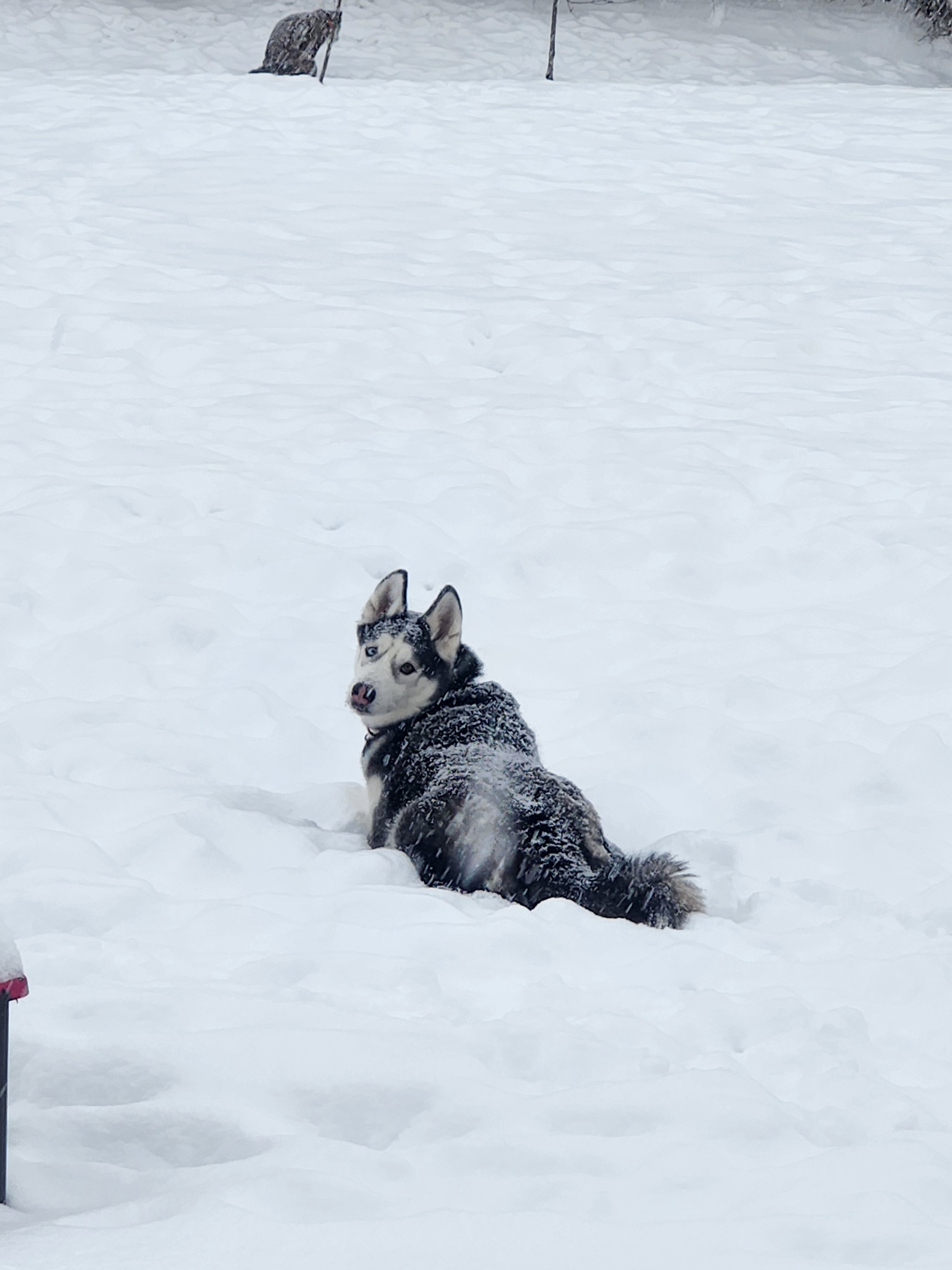 It's time for a snowy adventure!