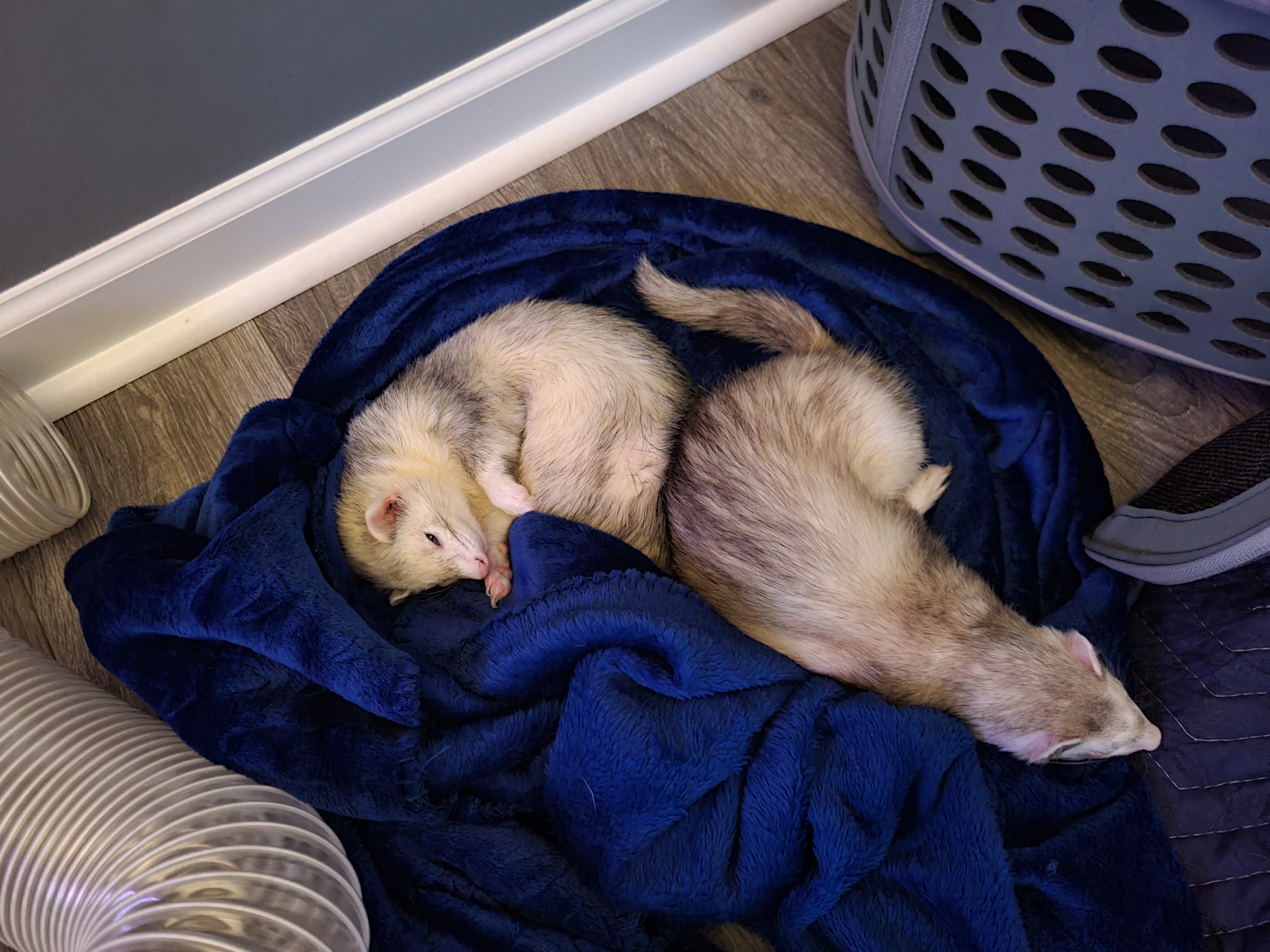 Ferrets spreading holiday cheer this Christmas!