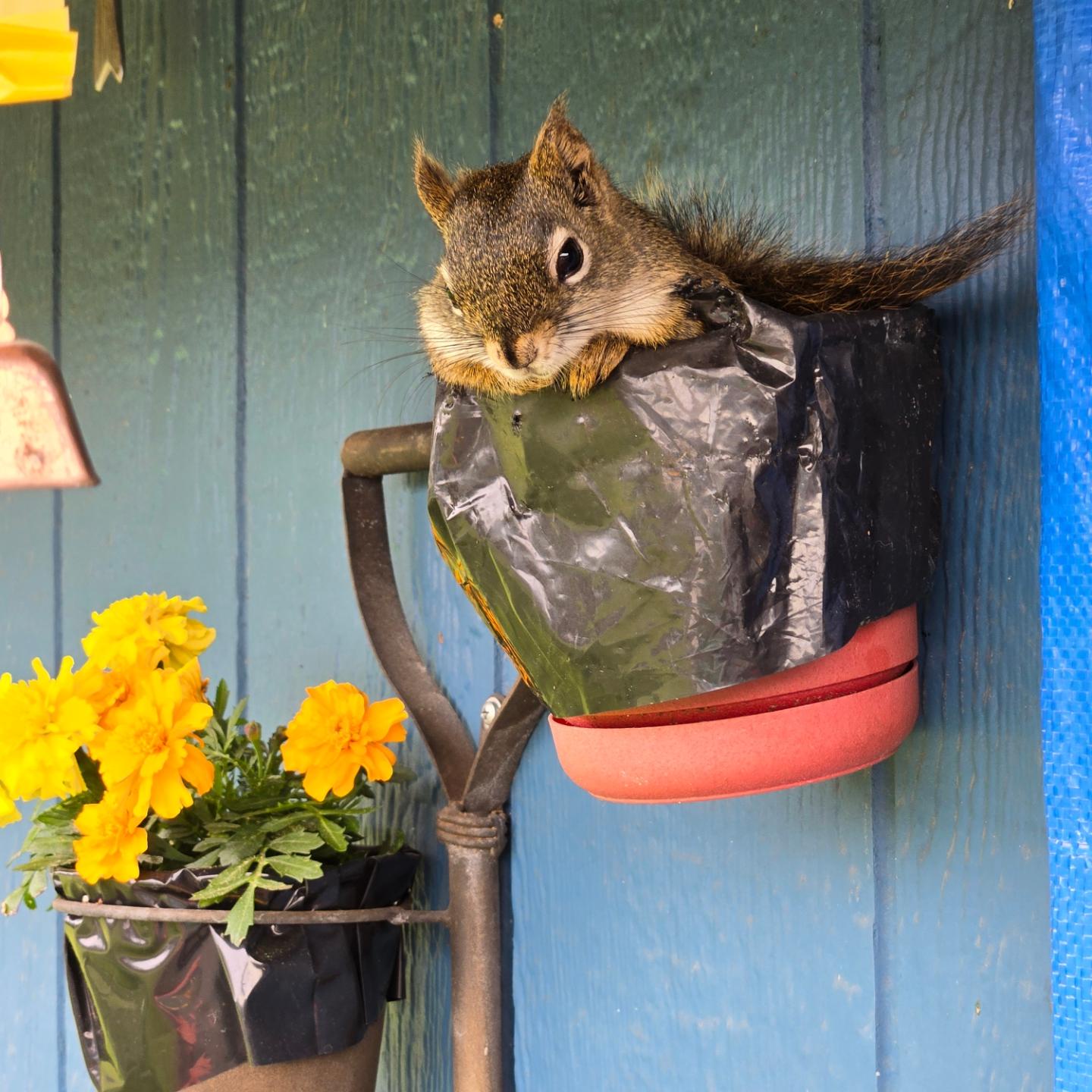 Taking a Moment to Appreciate My Squirrel Buddy Amidst the Chaos