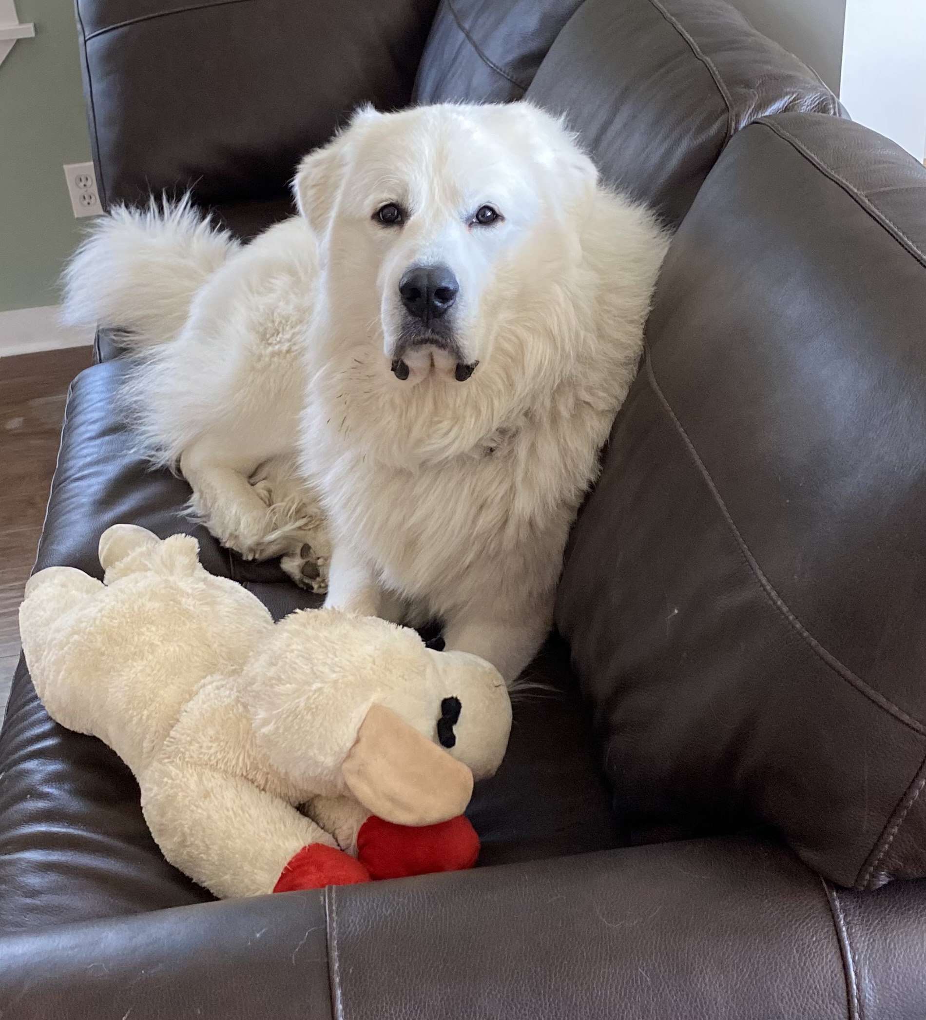 Meet Heath and Lamby: A Dynamic Duo!