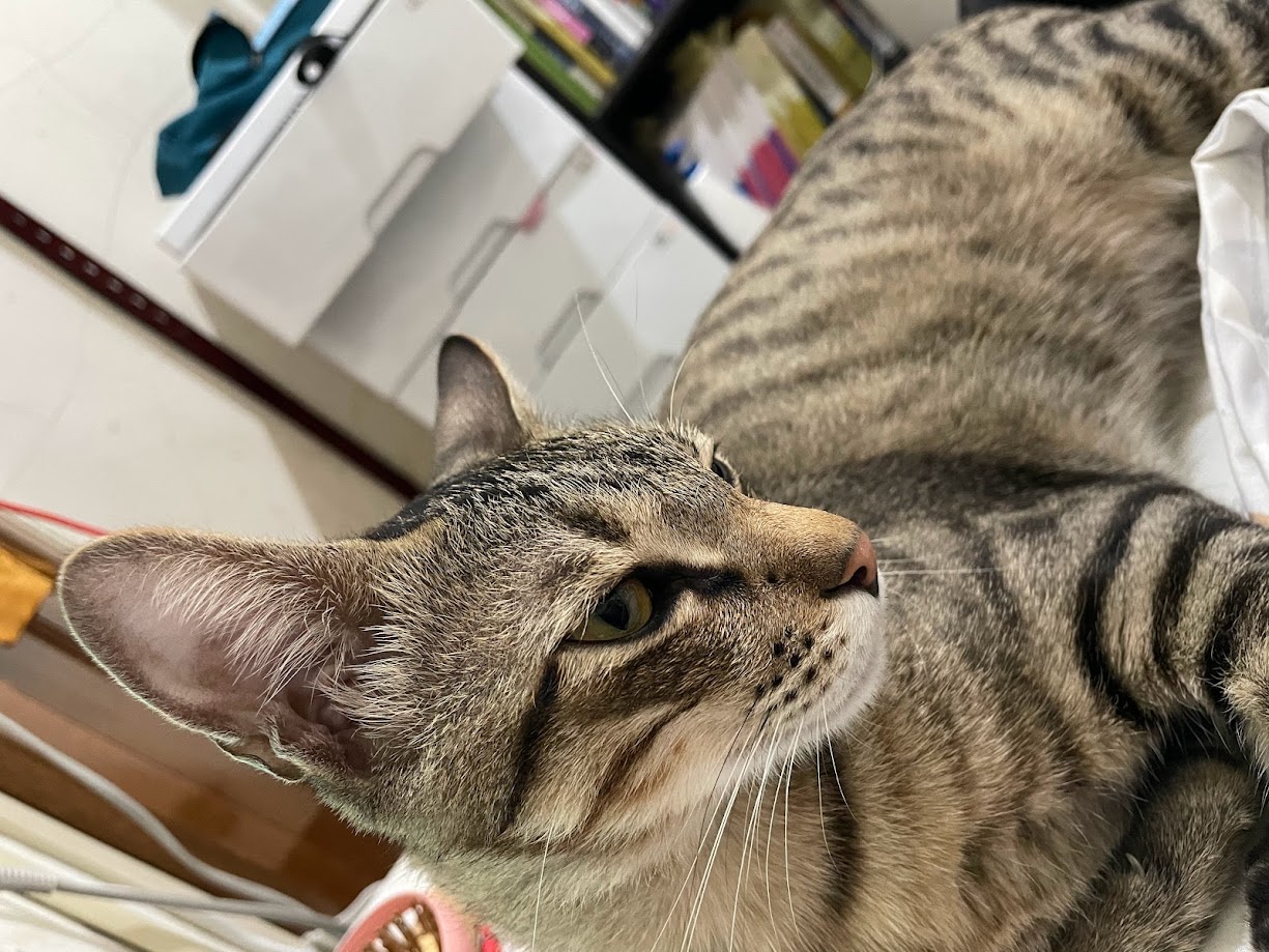 Just a cute cat doing its thing