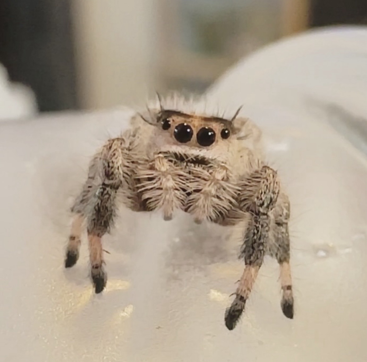 A Collection of Jumping Spider Moments