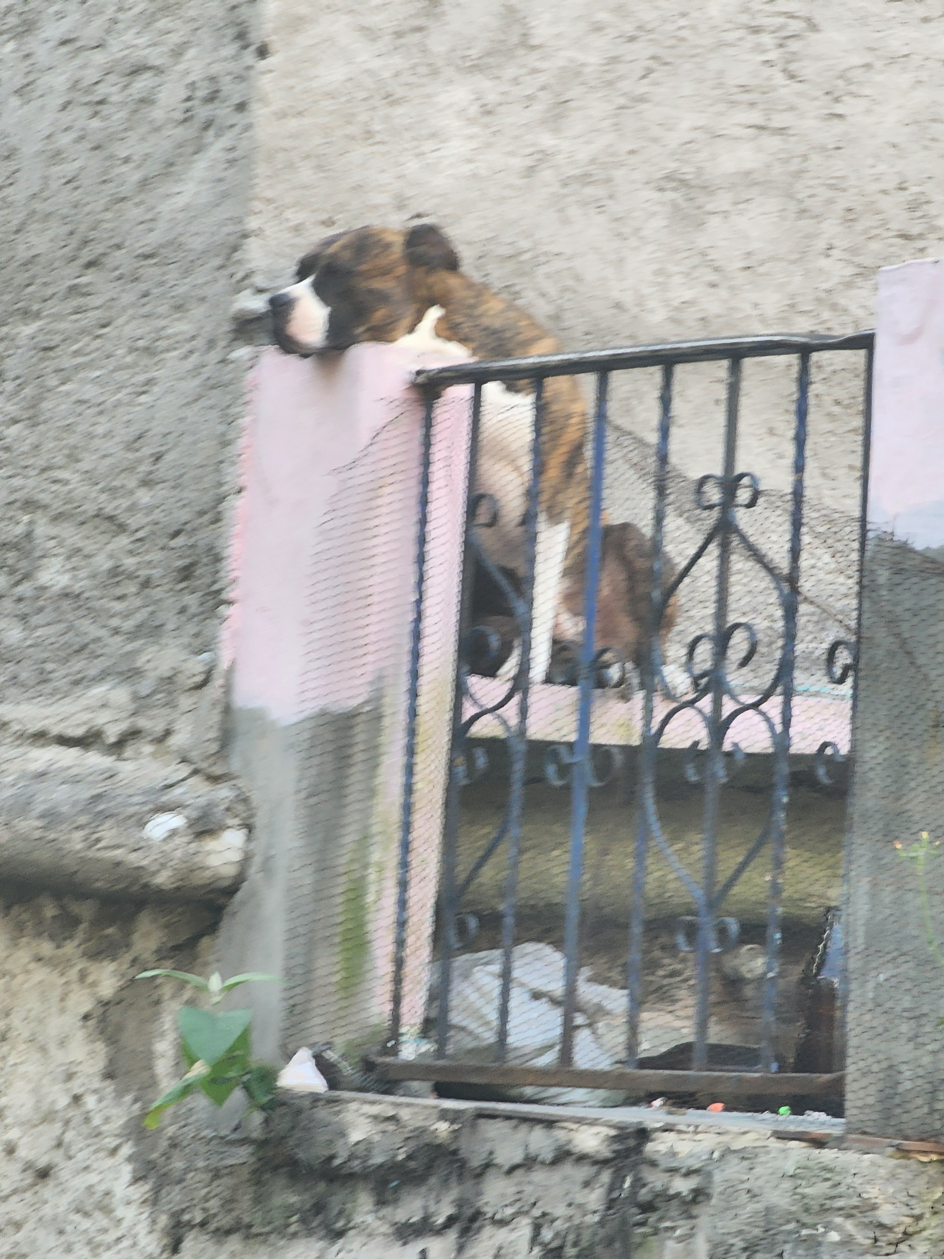 Xochimilco Critter Roundup: October 23, 2024