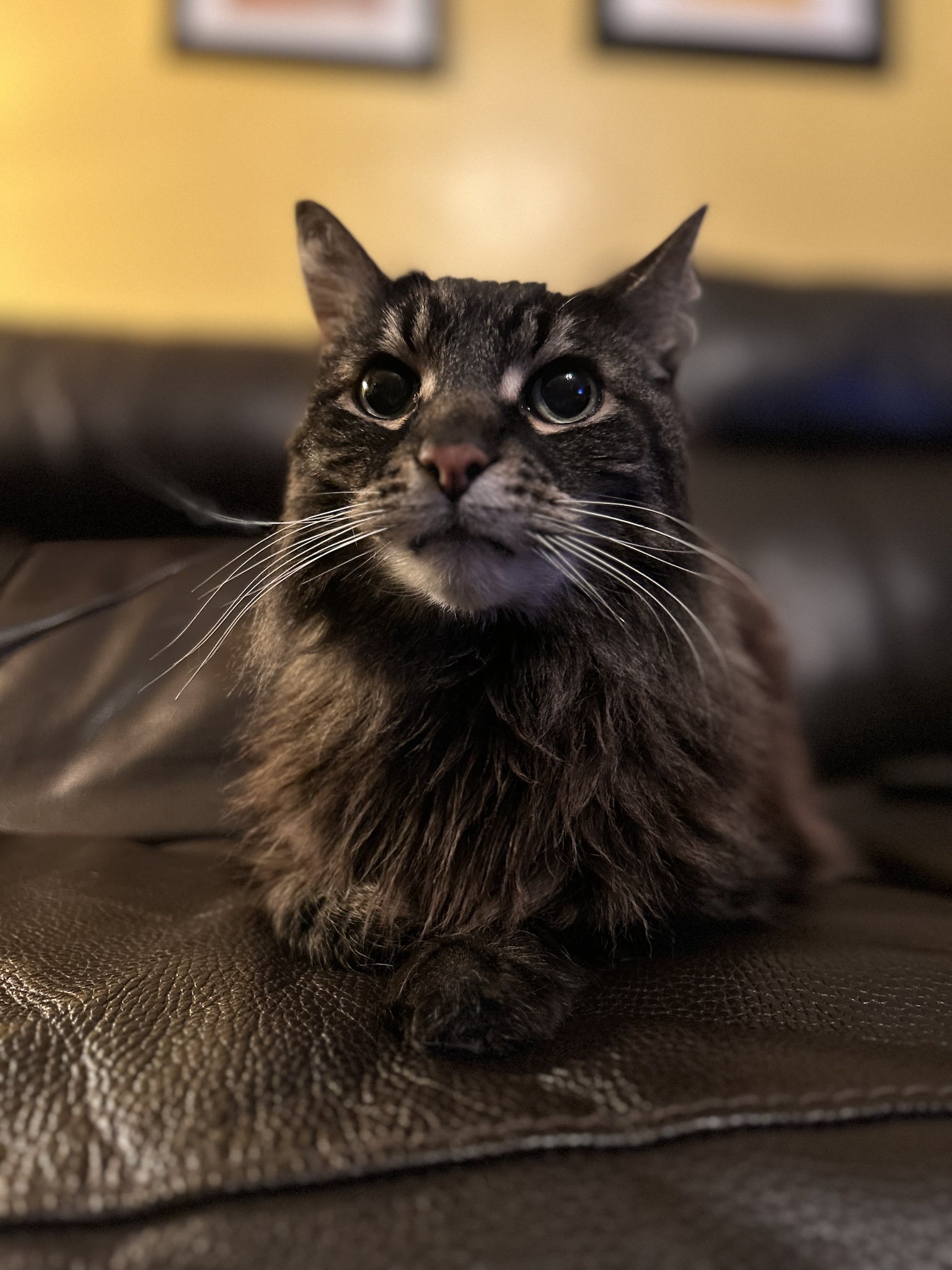 Just Got Home from Work: Joey is All Set to Cuddle and Watch TV