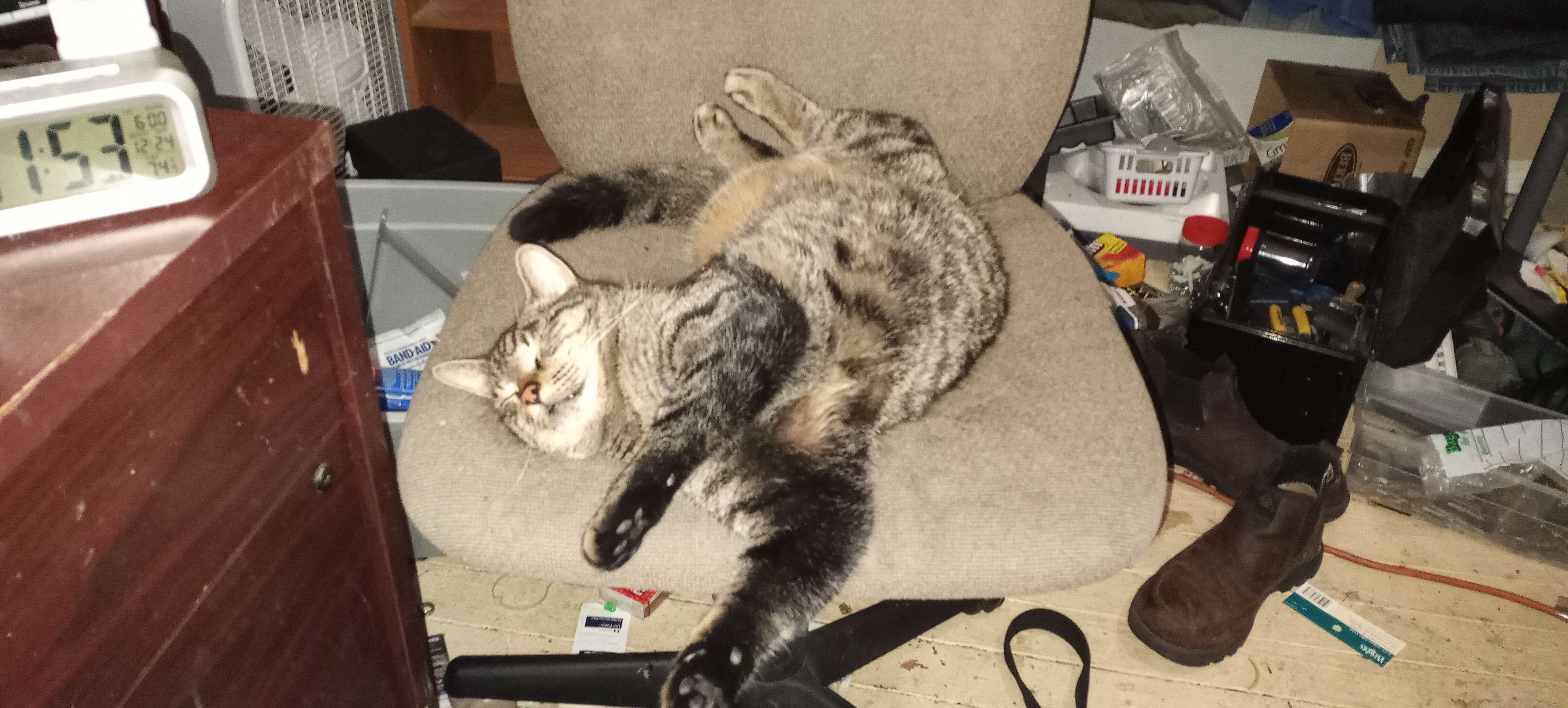 What on Earth Are Cats Really?