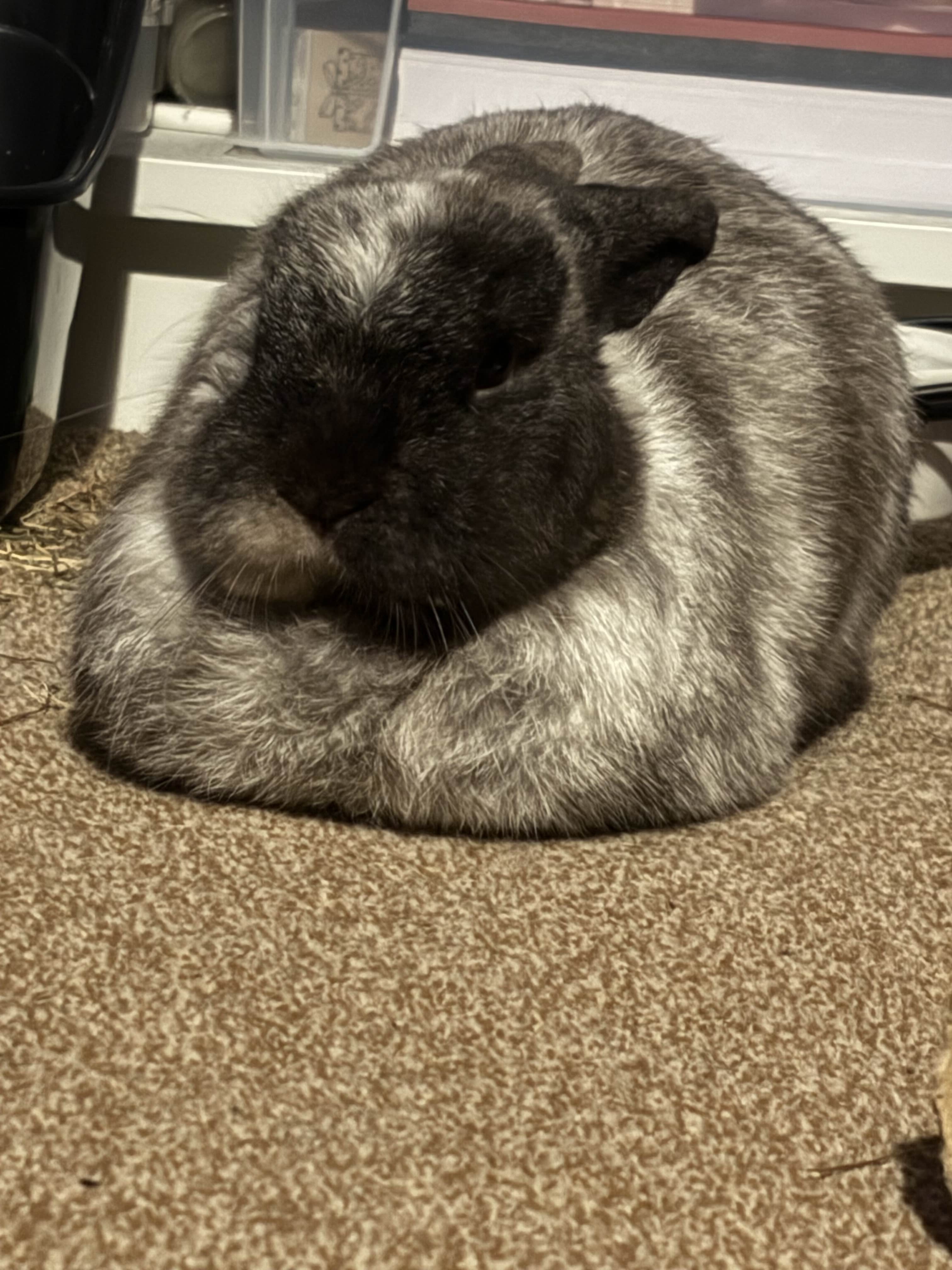 The Grumpiest Loaf You'll Ever Meet