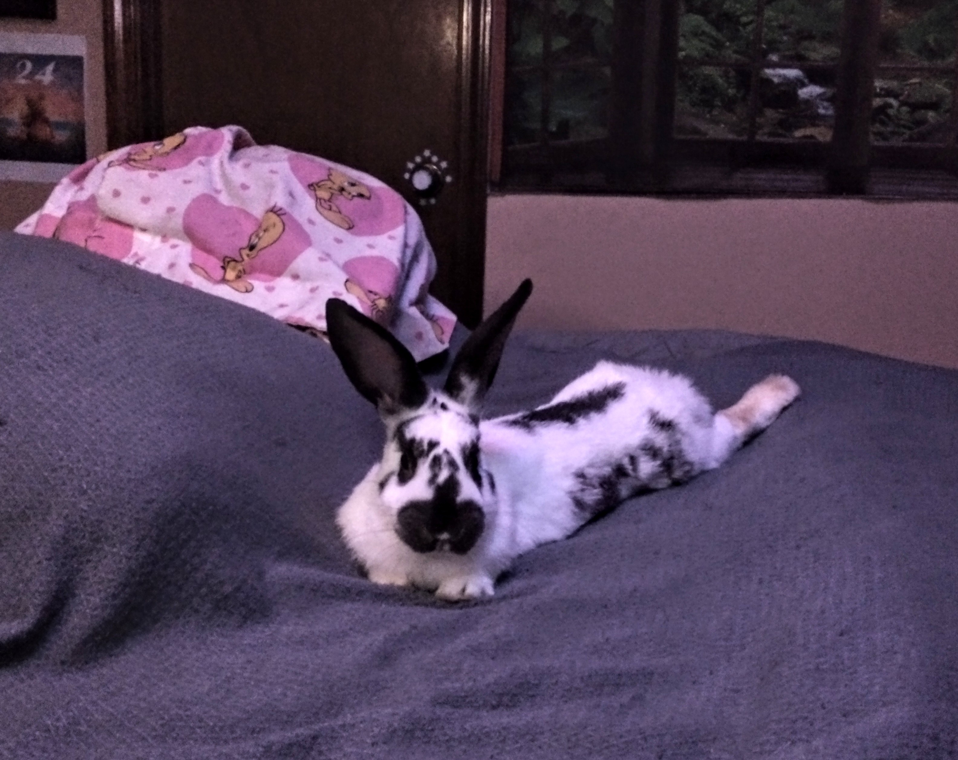 Allow Me to Introduce Roach: The Best Boy Ever!