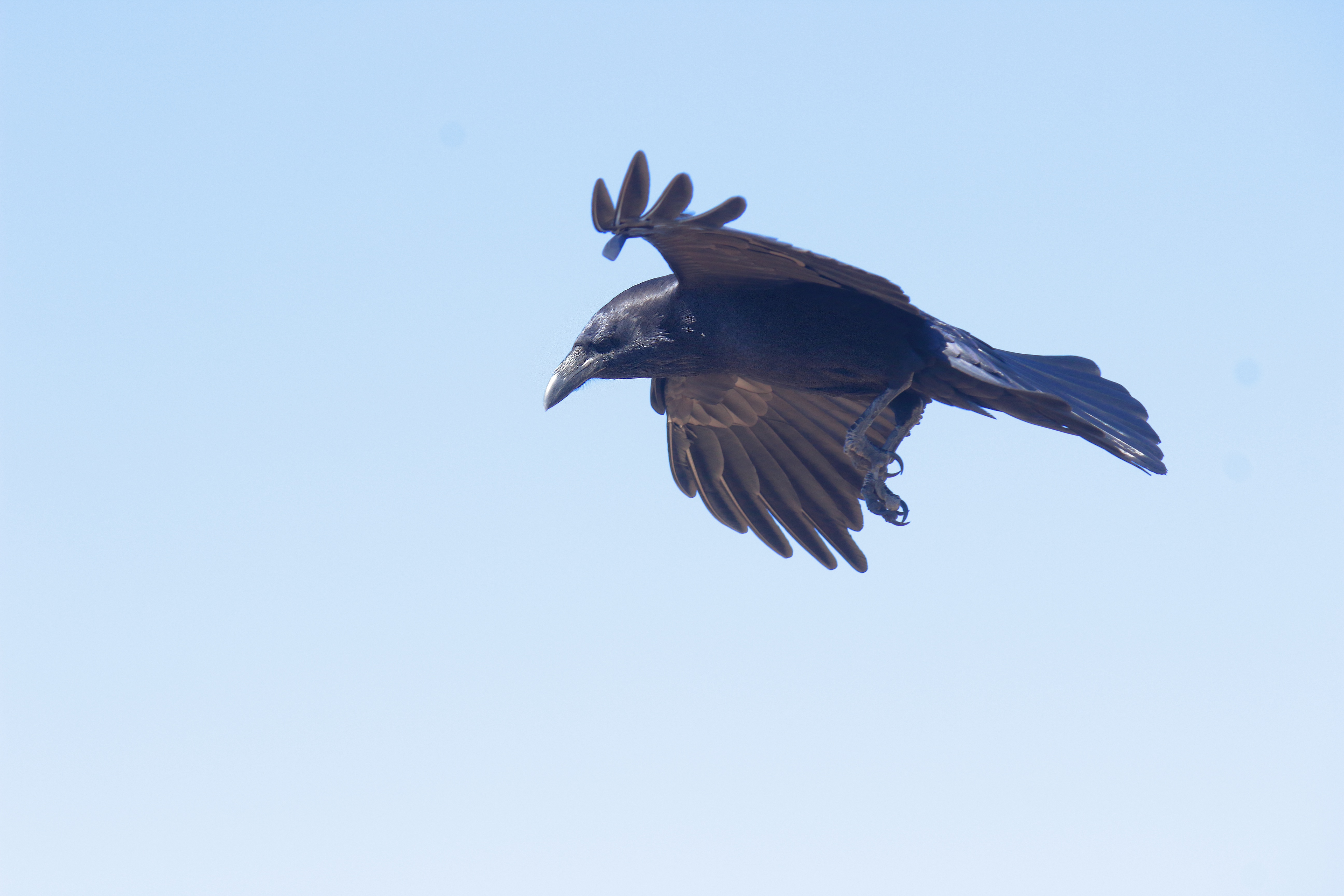 The Mysterious World of Crows