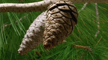 Ridiculously Attractive Pinecones!