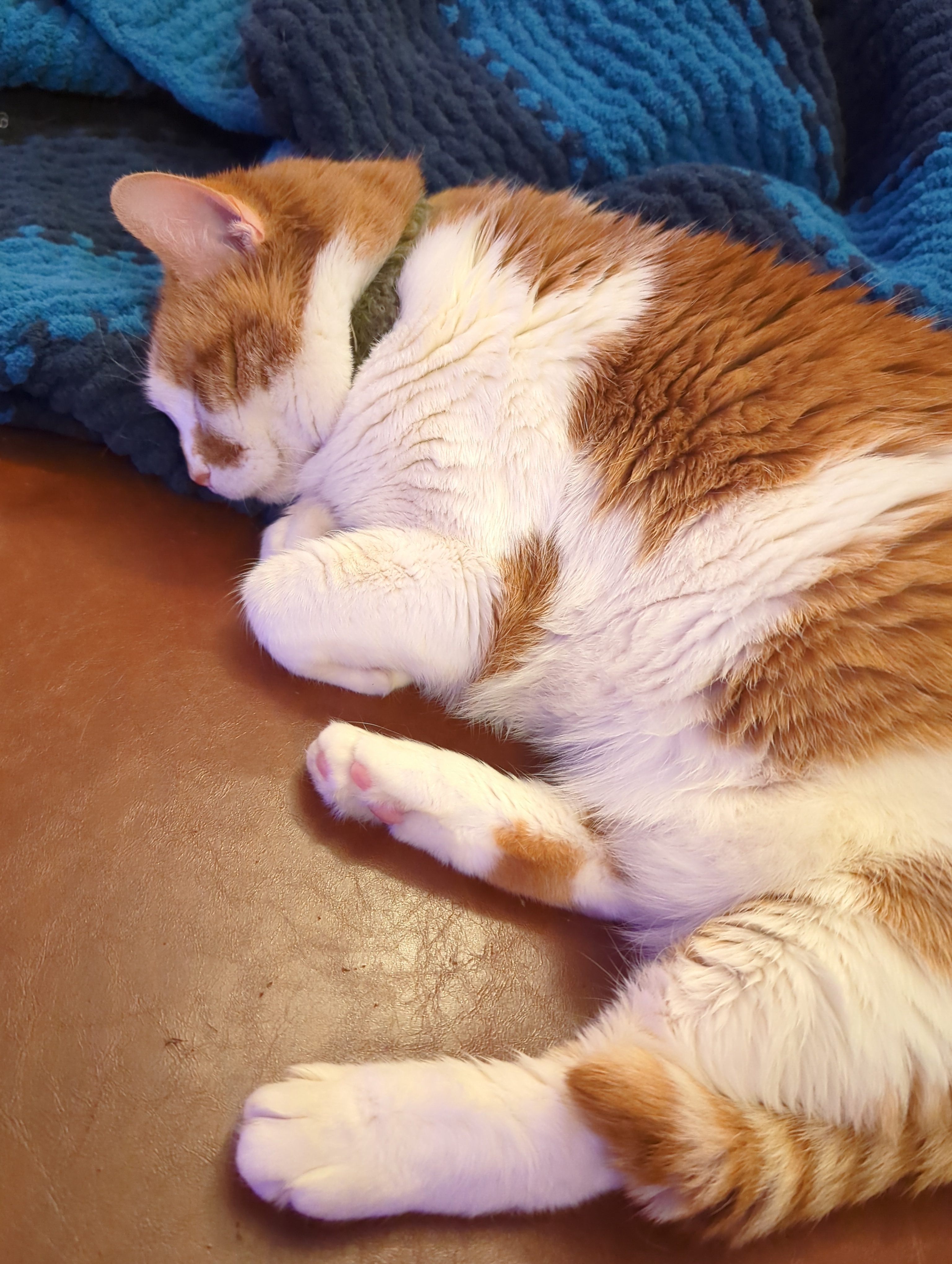 Caturday Delight: Meet Reptar, the Adorable Sleeping Chonkster