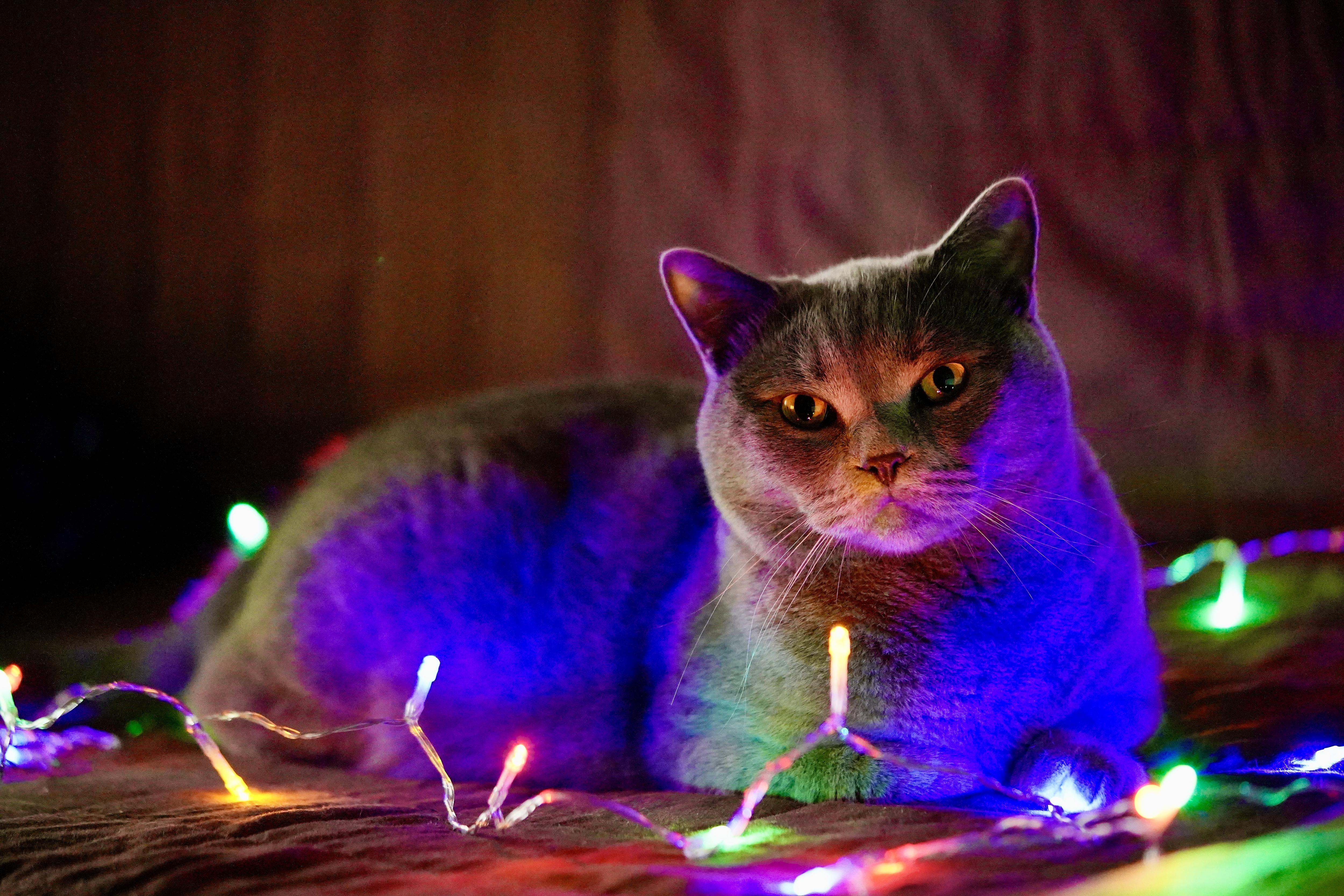 Merry Christmas to All Cat Enthusiasts!
