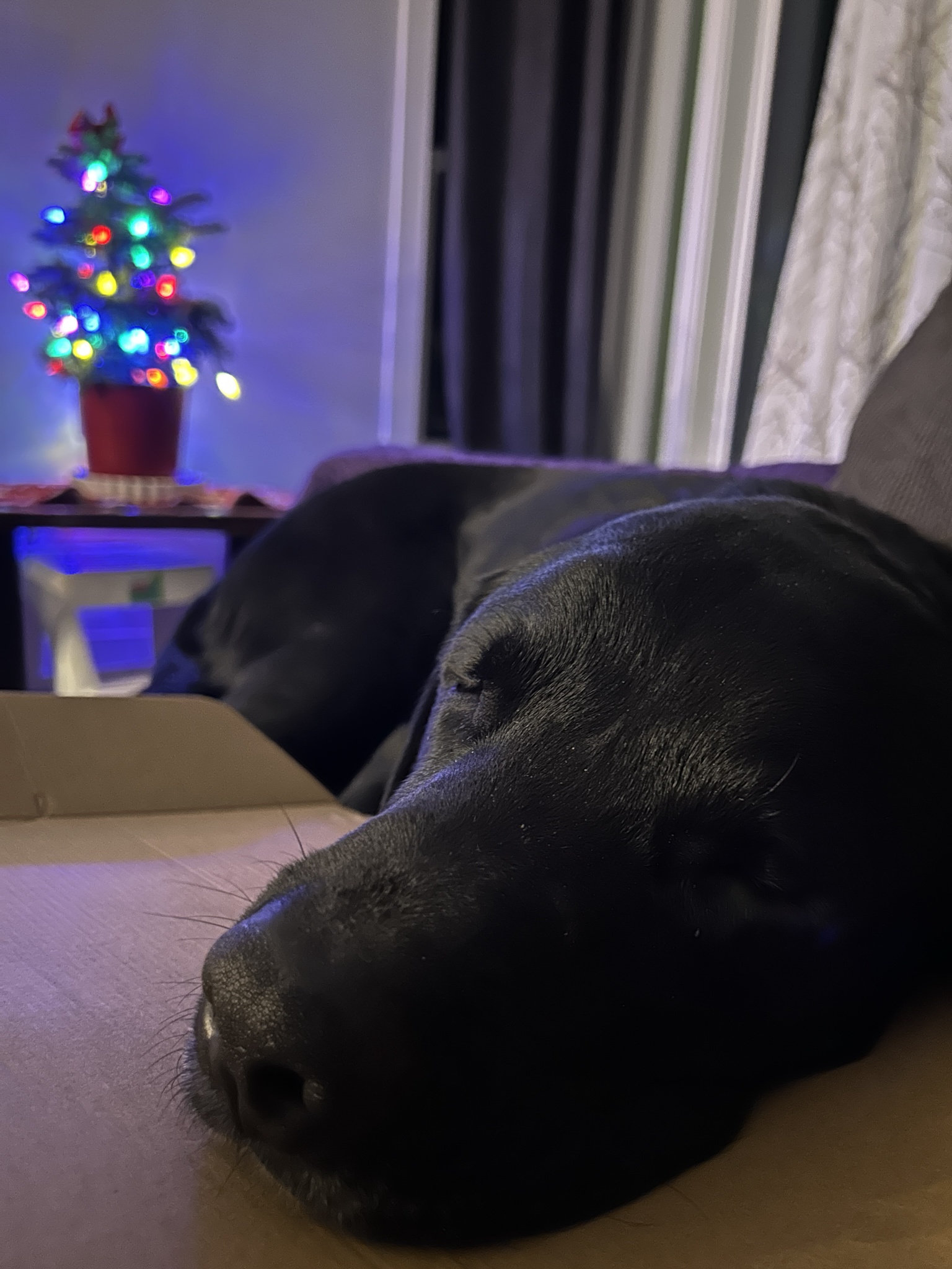 A heartfelt little Christmas letter to brighten your day.