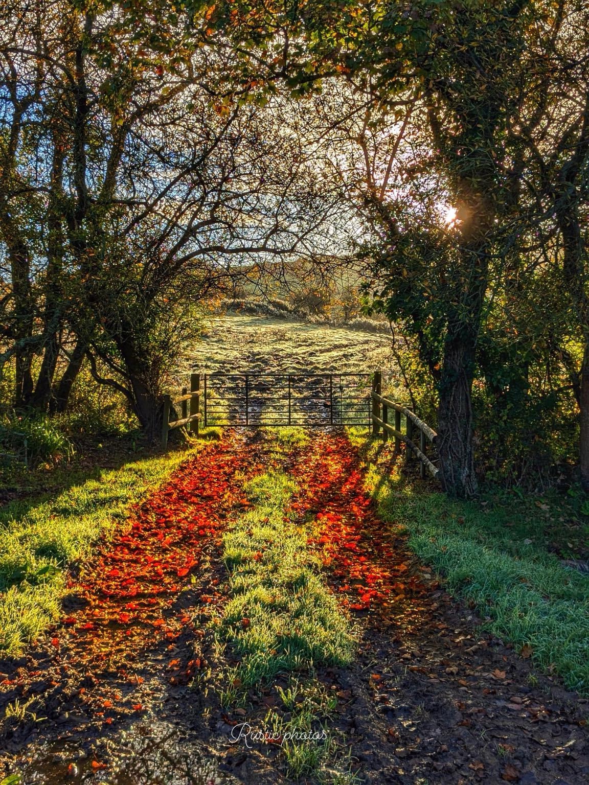 Embracing the Beauty of Autumn