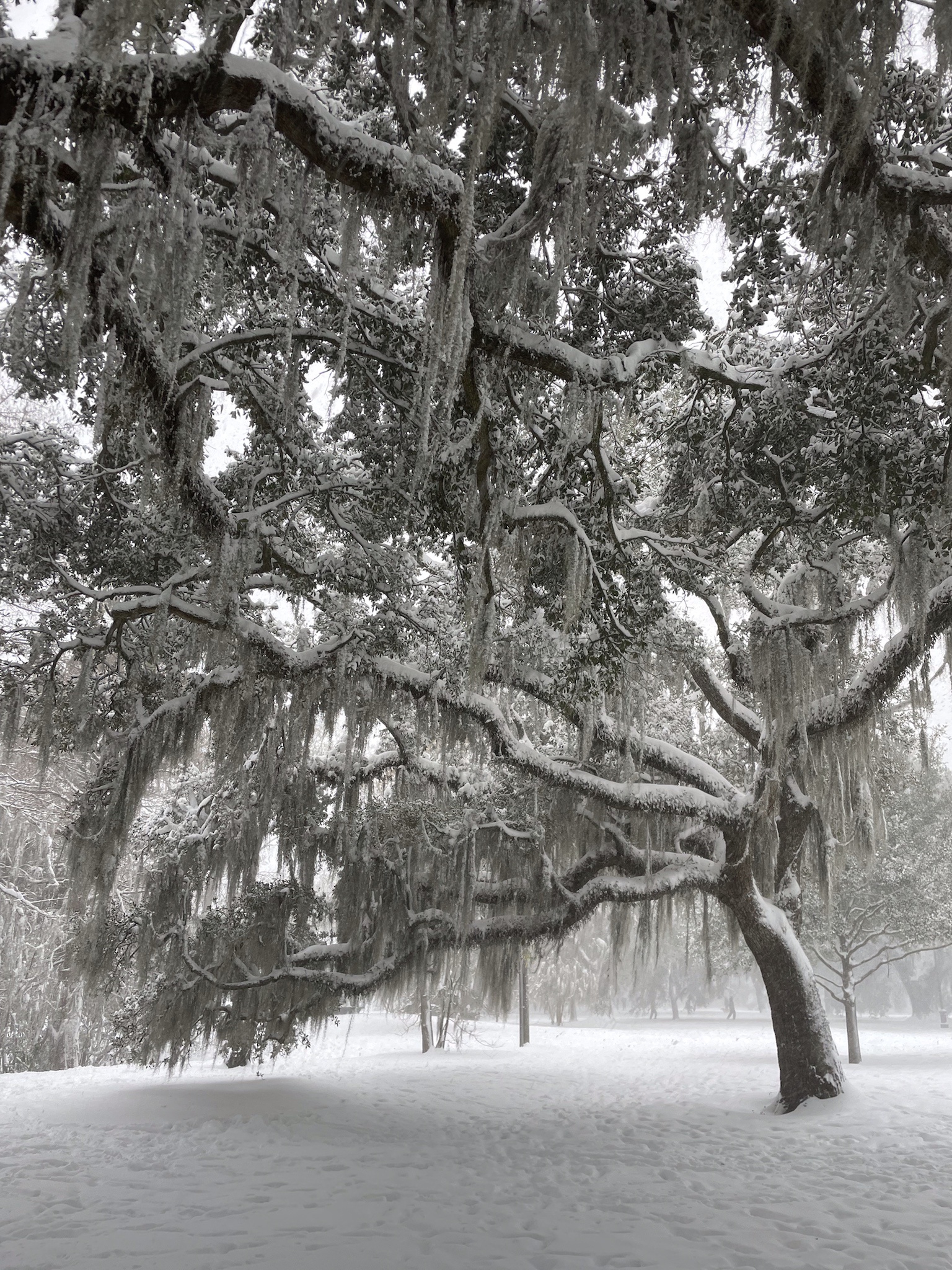 Audubon Park transformed by a blanket of snow.