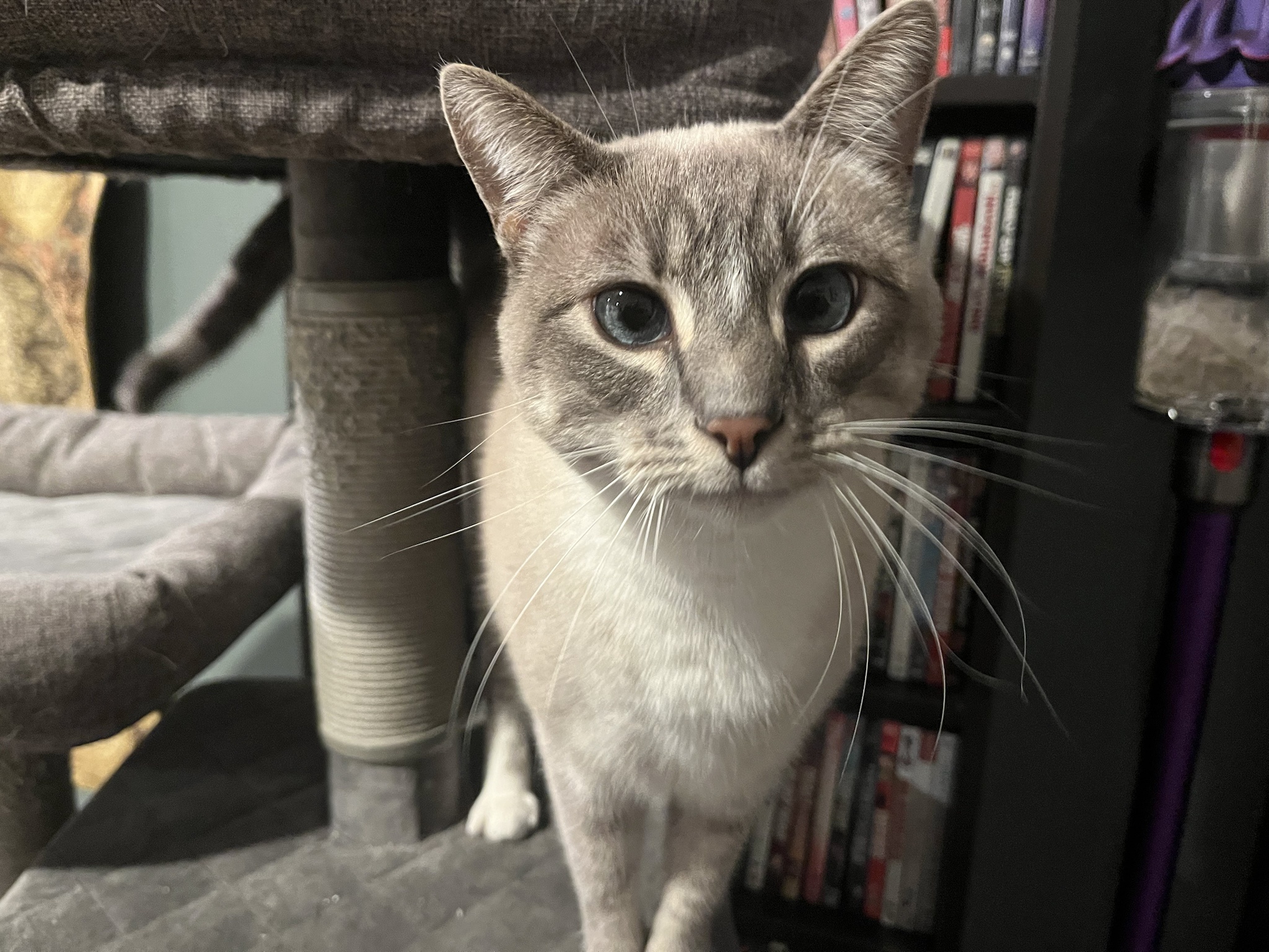 Daily Dose of Ivy: Cat Chronicles Day 337