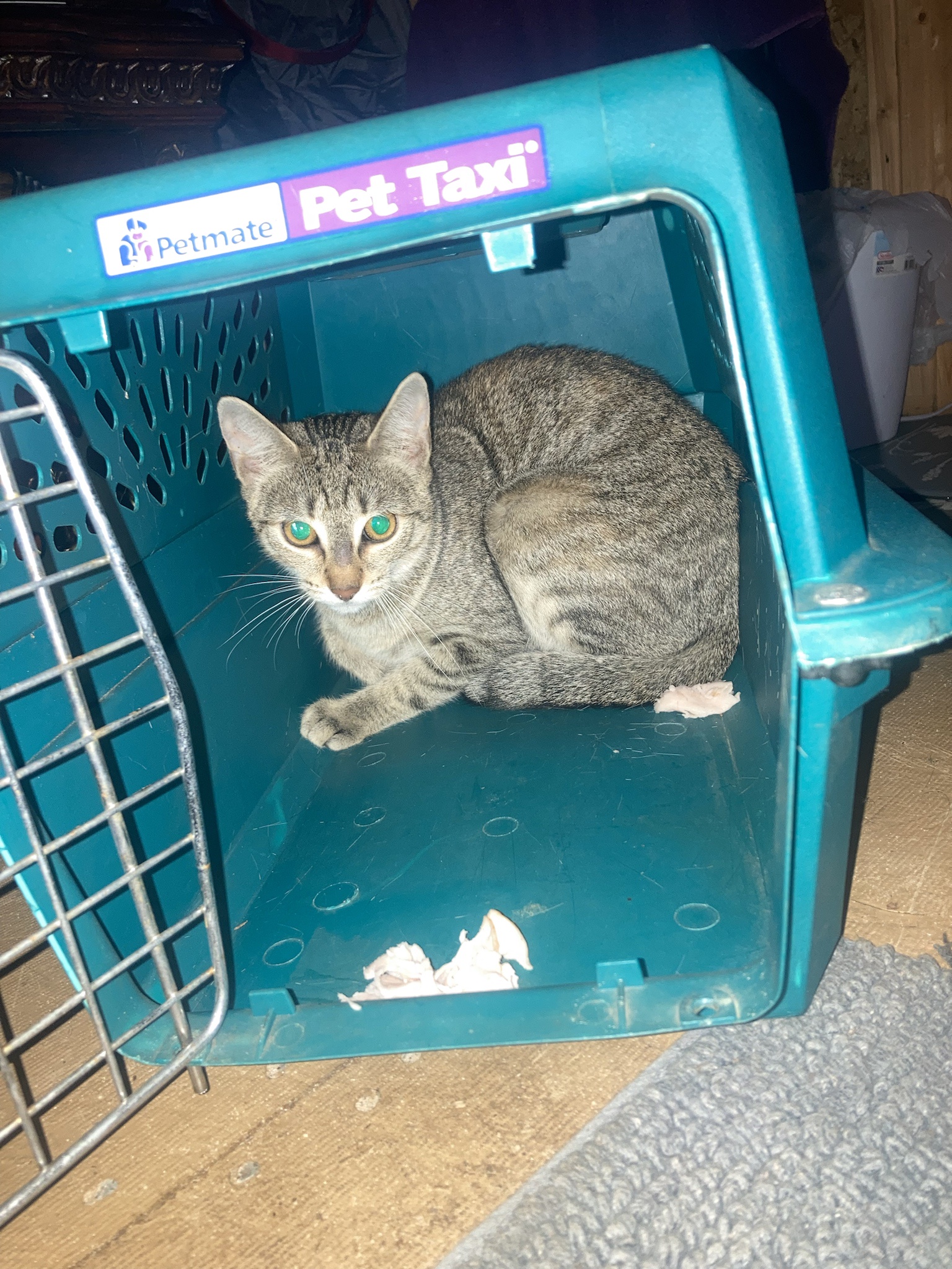 Guess What, Imgur? We Just Adopted a Cat!