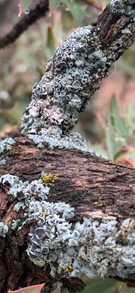 The Fascinating World of Fungi