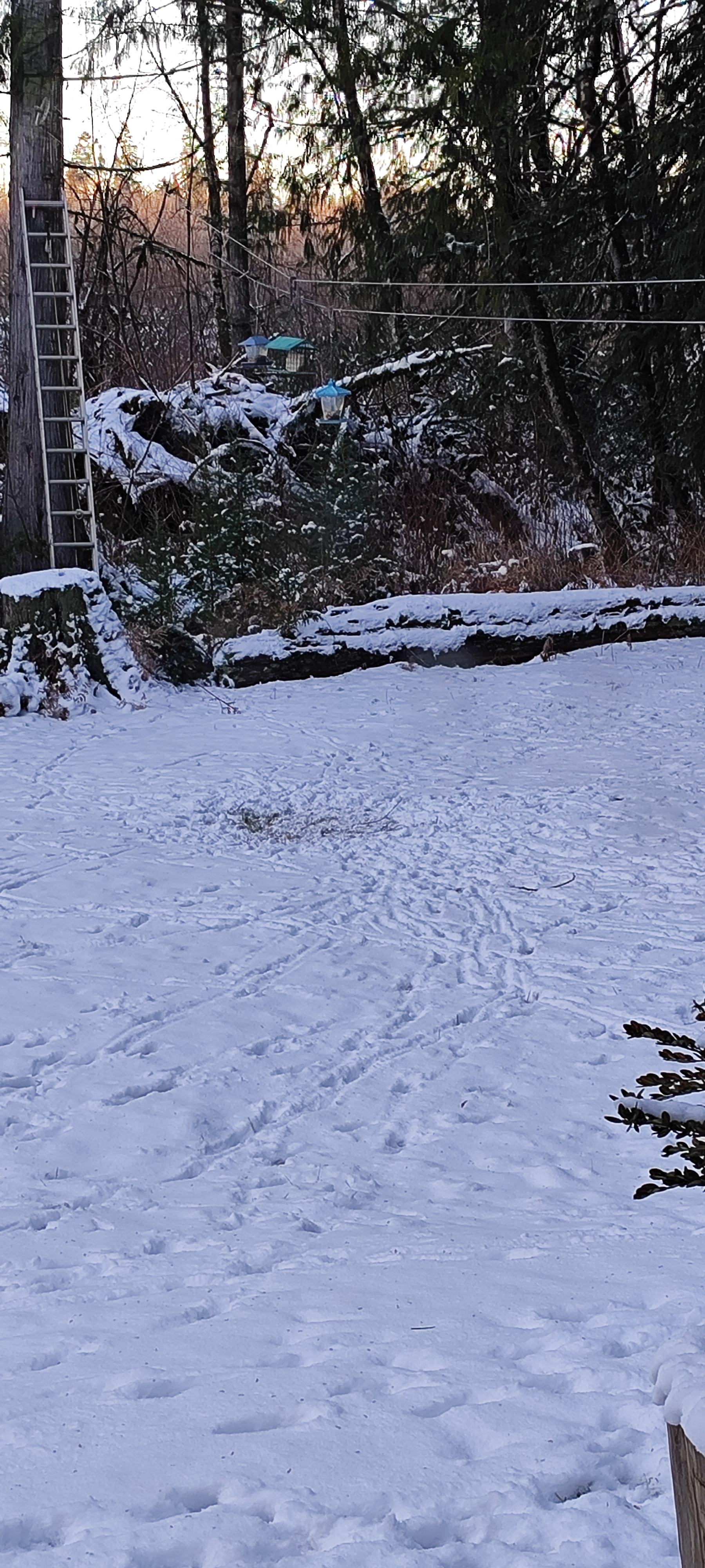 The birds and deer share a beautiful moment