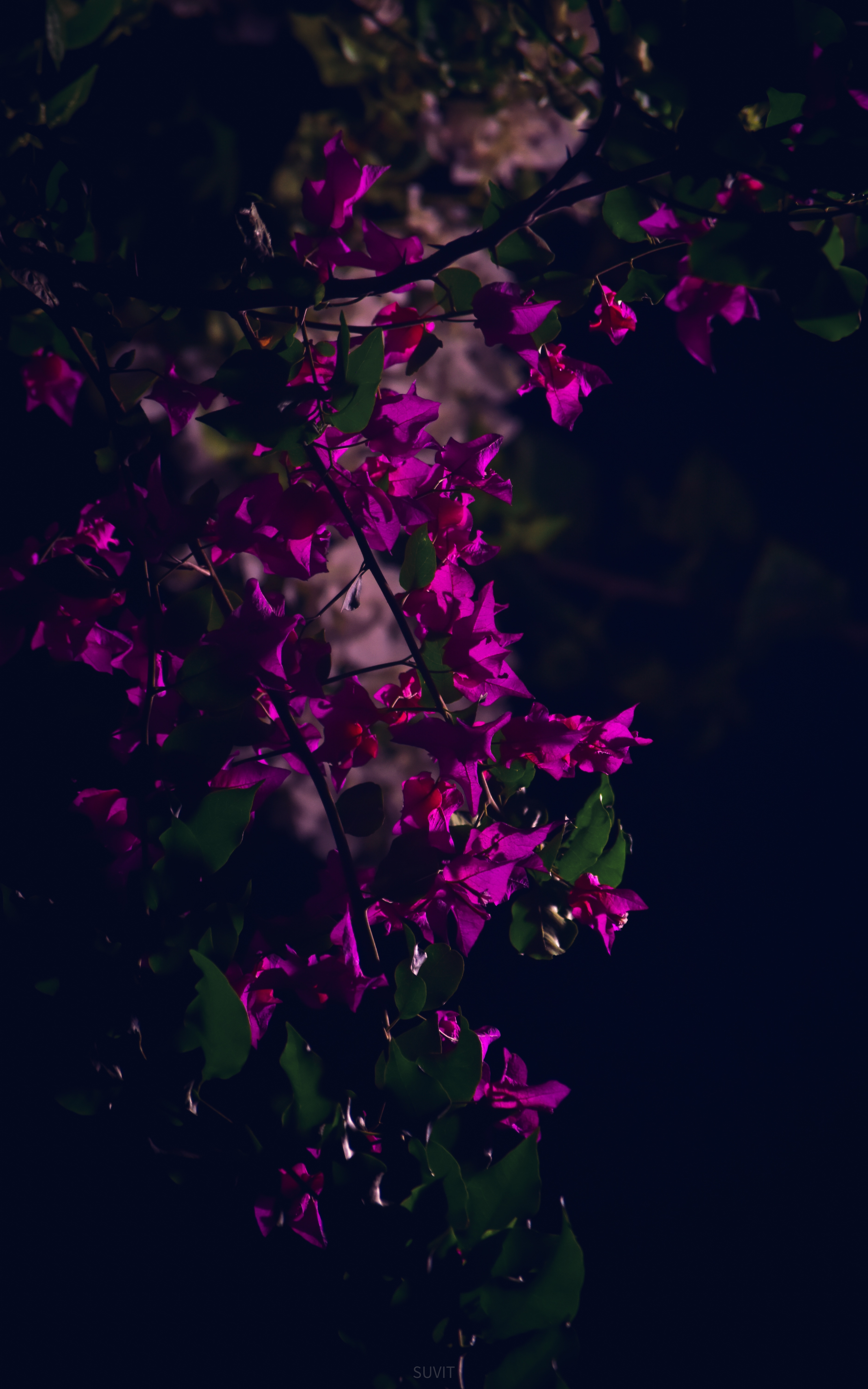 The Enigmatic Purple Flower