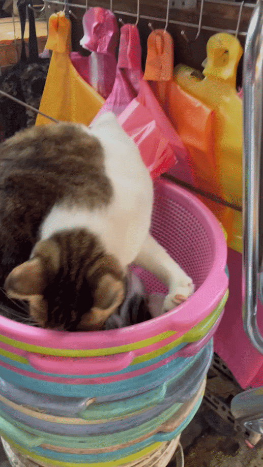 The Adventures of a Curious Cat