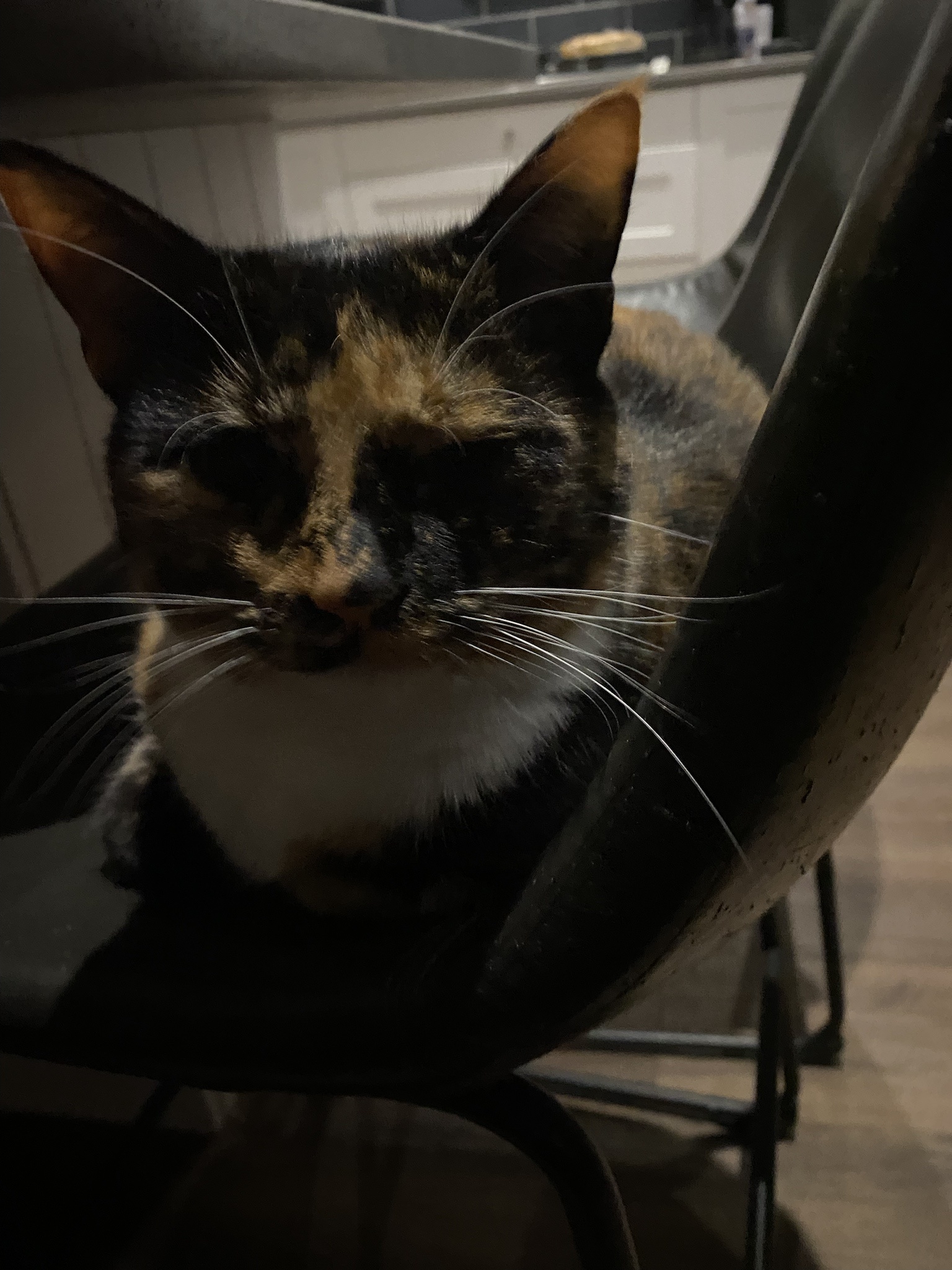 Crumble’s Daily Snapshot of Life