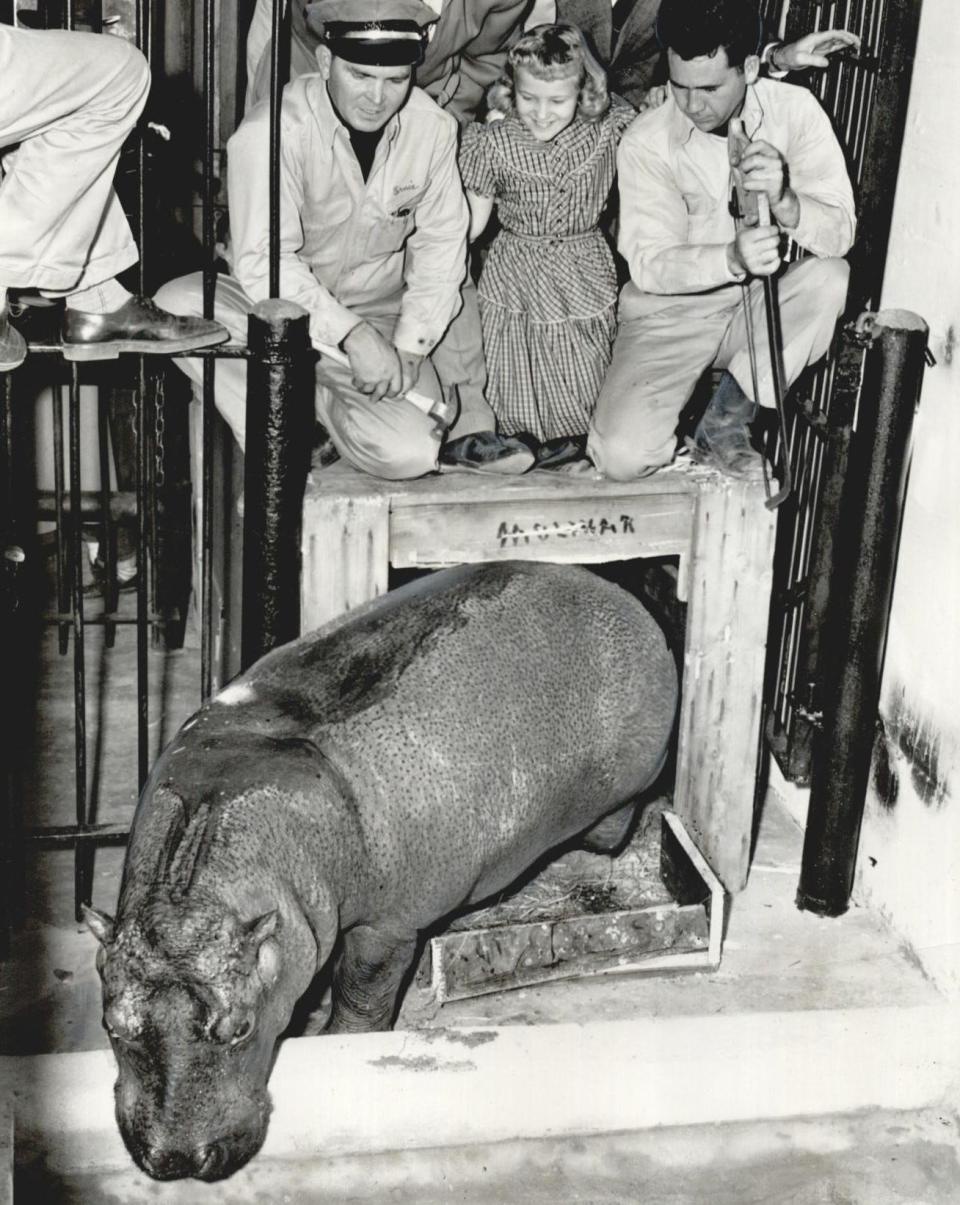 Fun fact: The little girl who sang 'I Want A Hippopotamus For Christmas' actually got one!