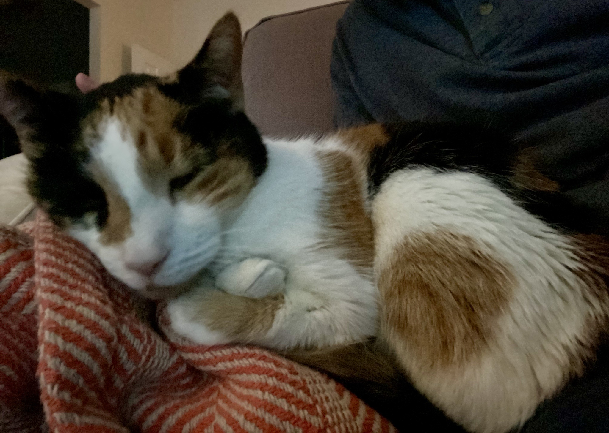 The Cutest Paws You'll Ever See