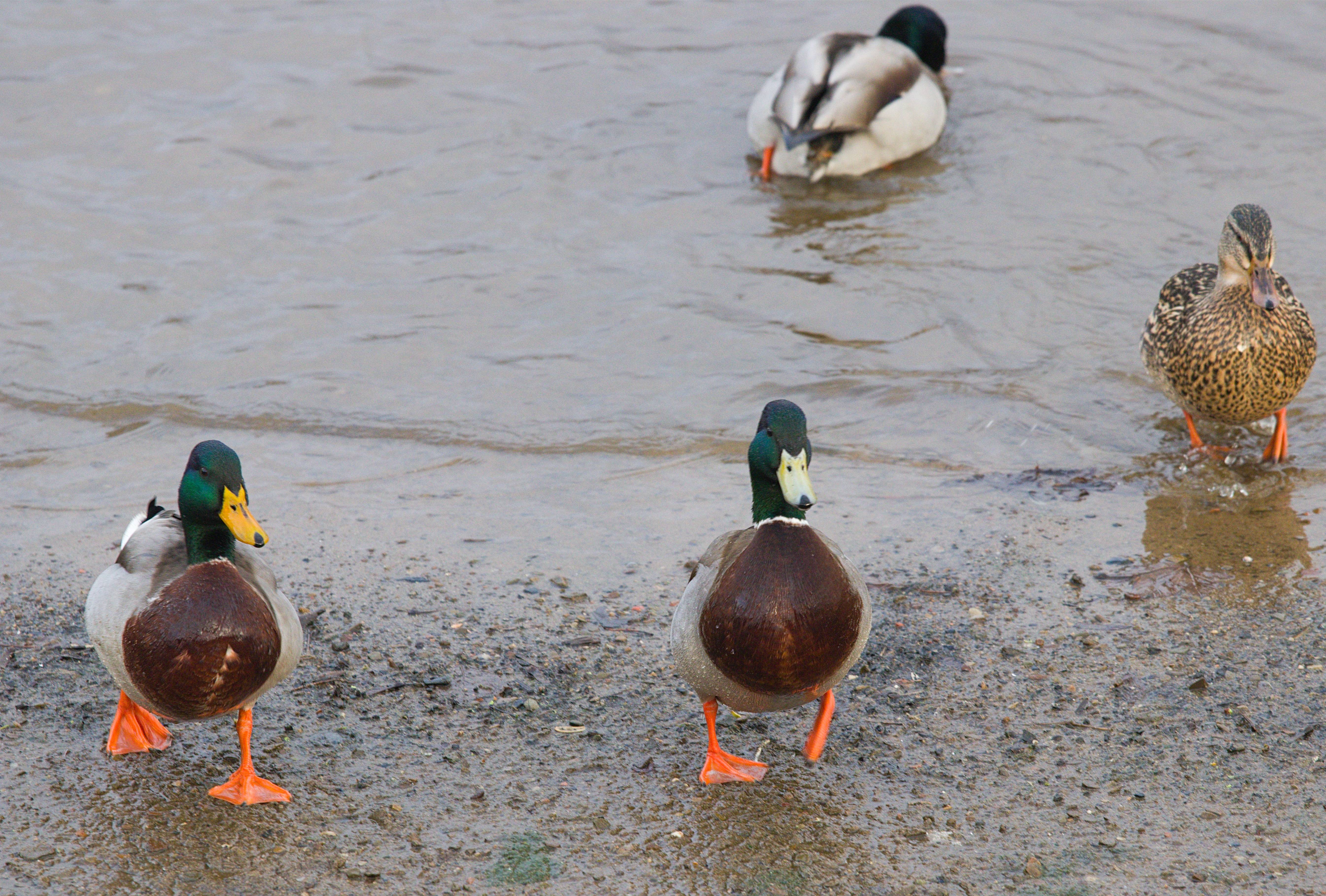 Quaint ducks enjoying life in Rochdale!