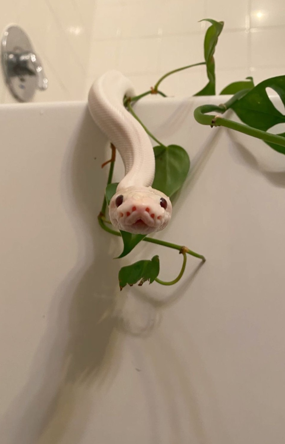 The Slithering Snake: Nature's Intriguing Creature